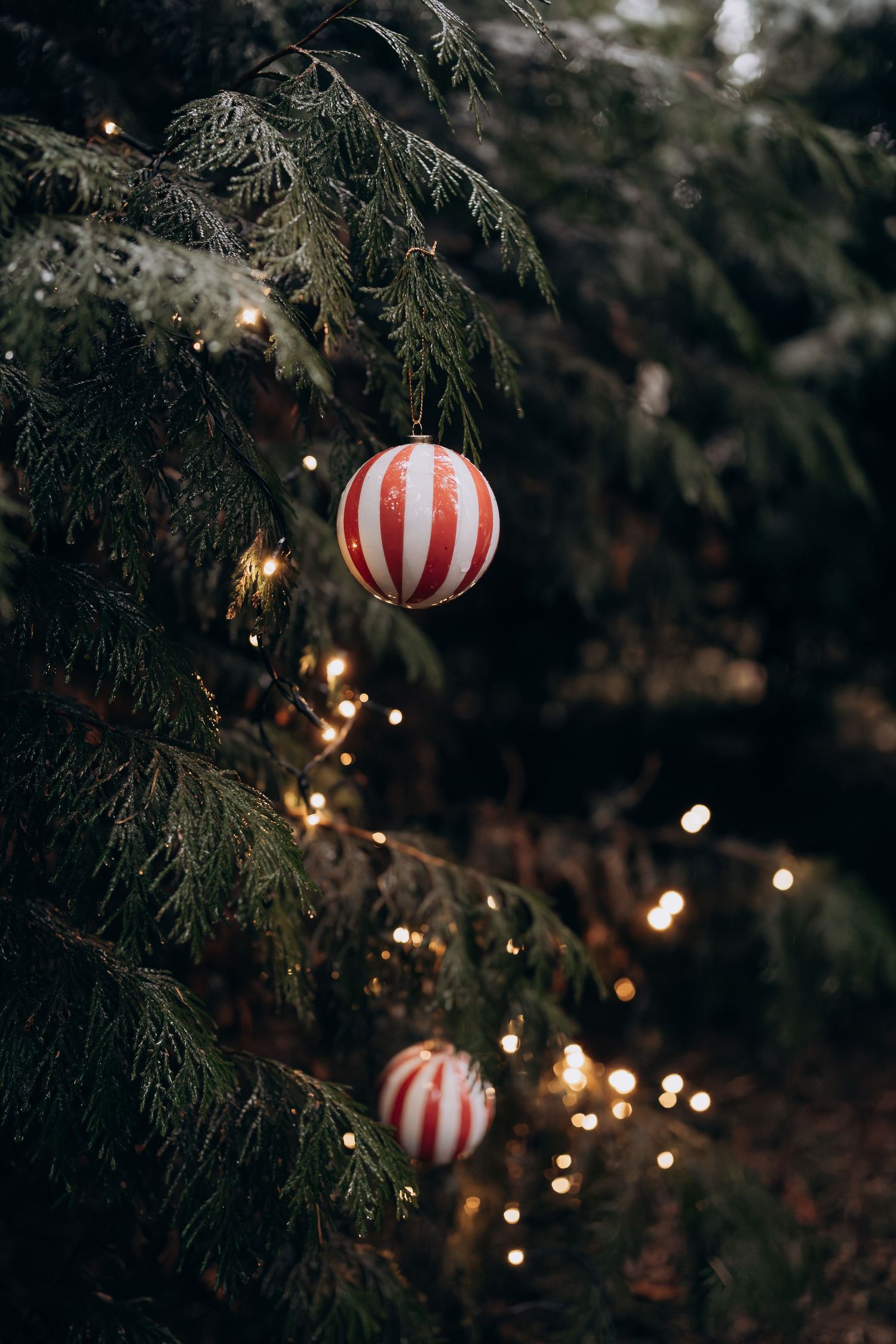 Red and white striped Christmas ornaments hang from evergreen branches illuminated by twinkling string lights.