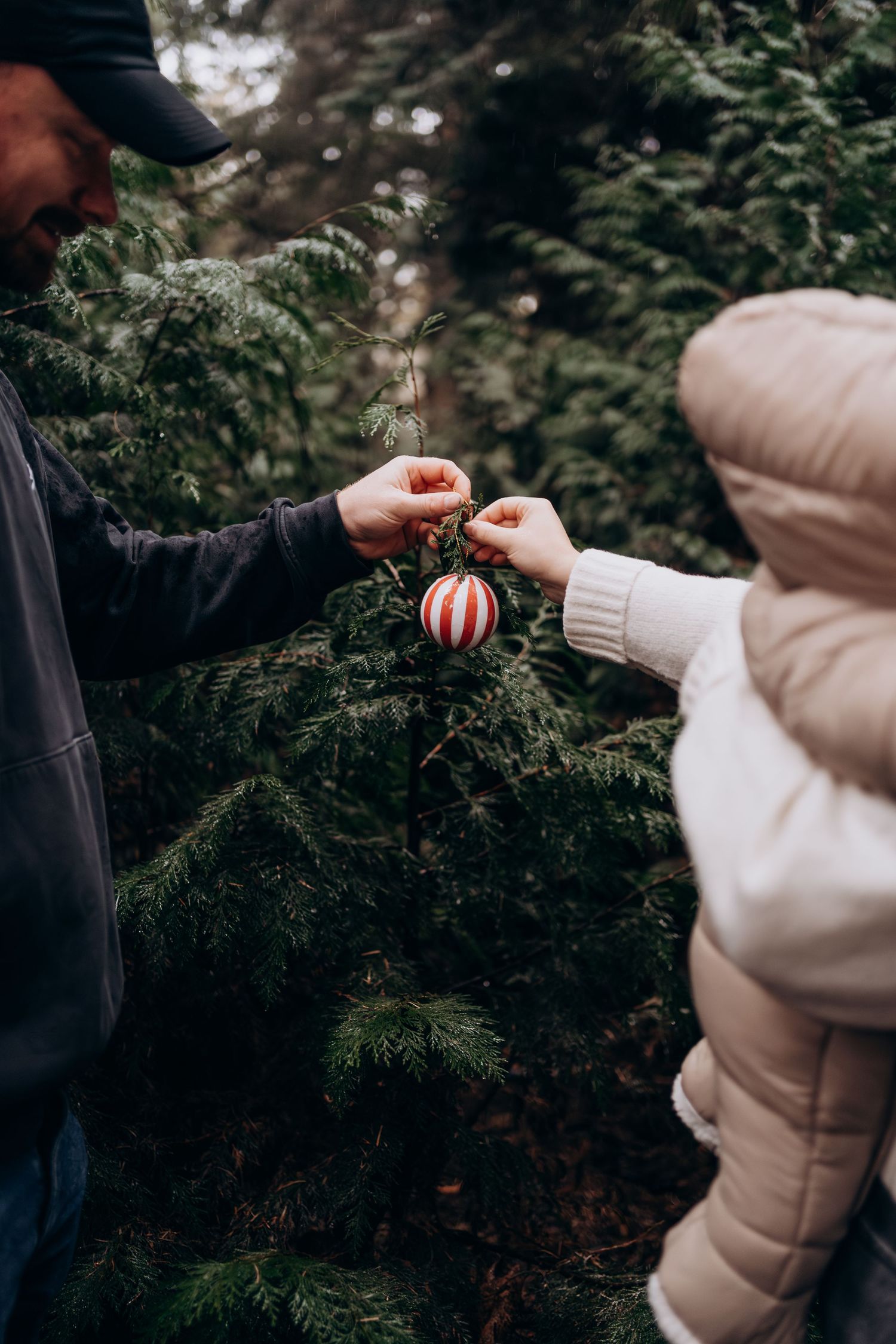 Hands in white winter gloves reach out to hang a red and white striped ornament on an evergreen tree branch.