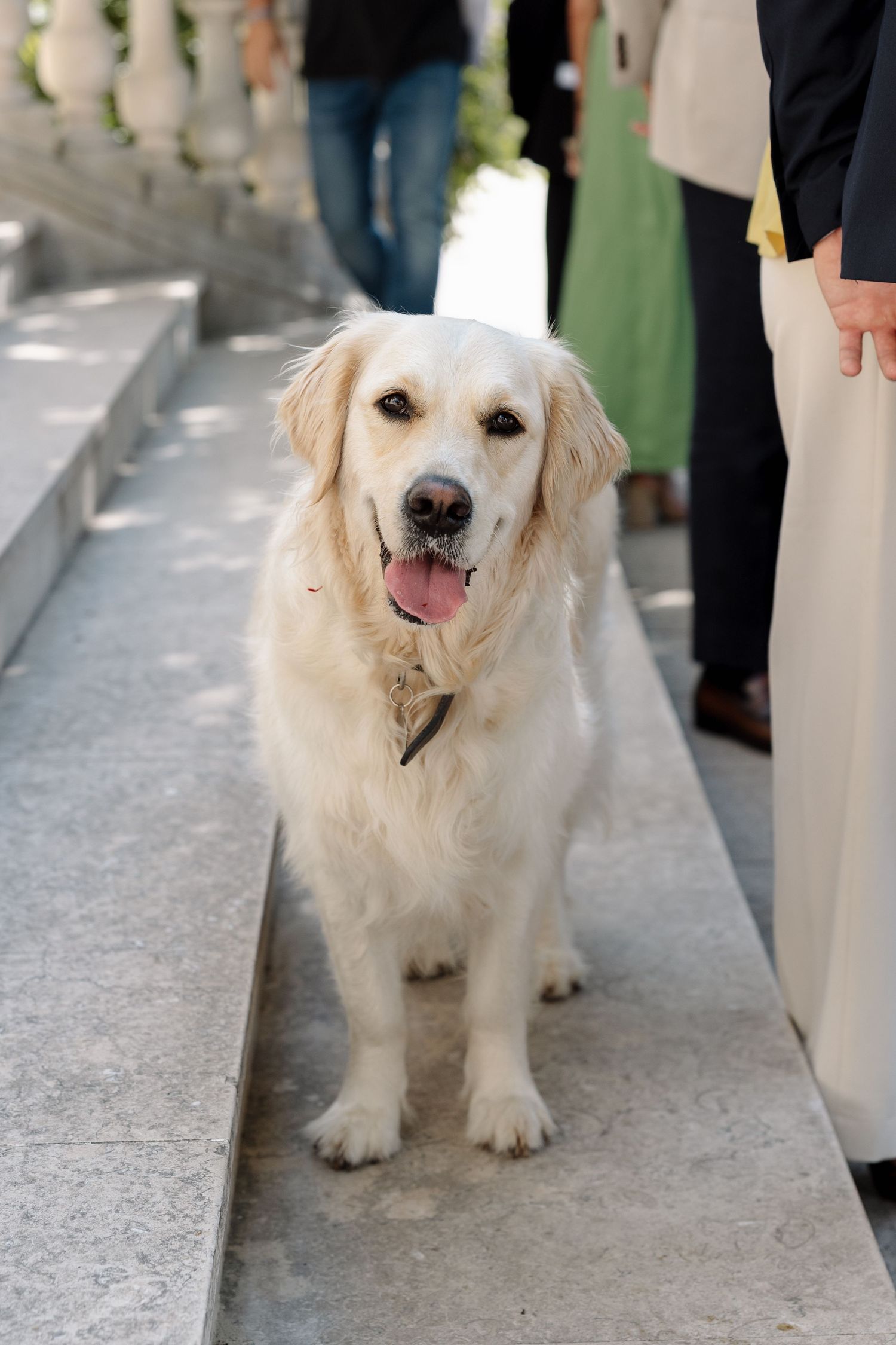 Friendly Golden Retriever standing on stone pathway with tongue out.