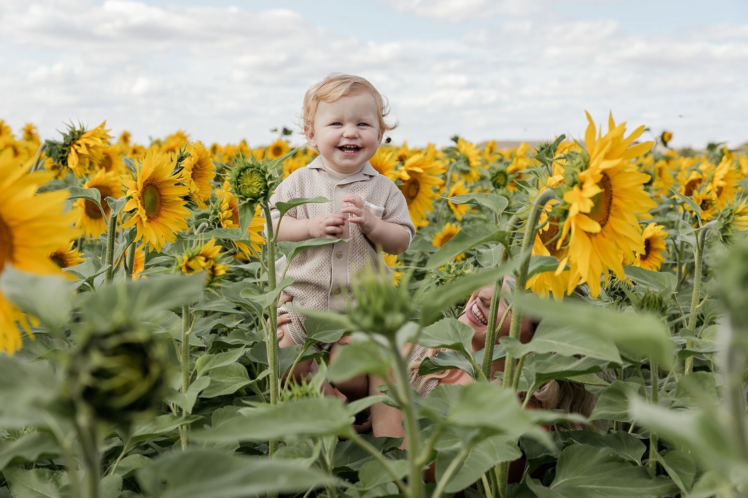 Cheerful scene in a blooming sunflower field with bright yellow flowers stretching to the horizon. Photographer. Hull. East Yorkshire.