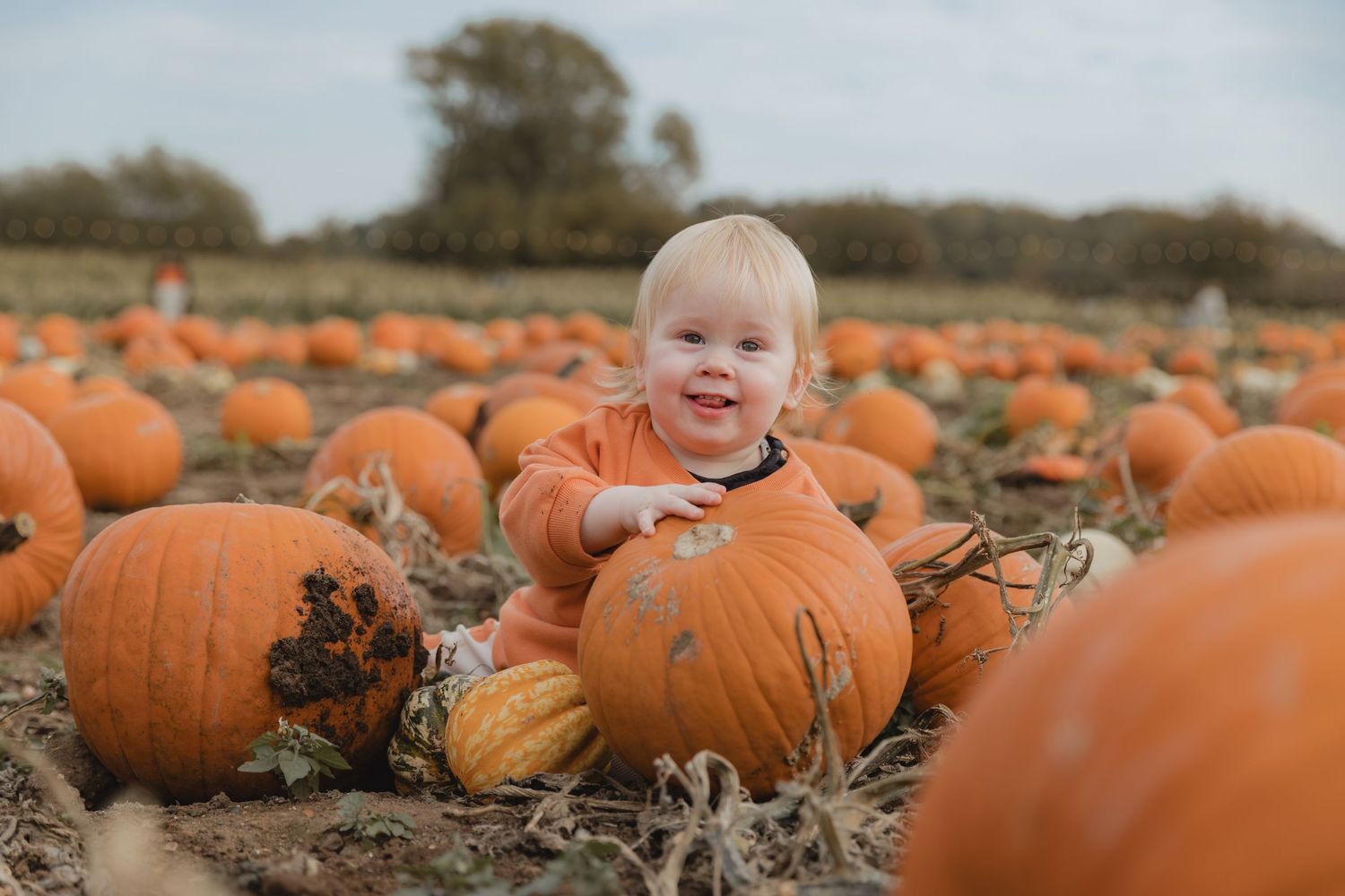Vibrant orange pumpkins fill a rustic farm field during autumn harvest season. Photographer. Hull. East Yorkshire.