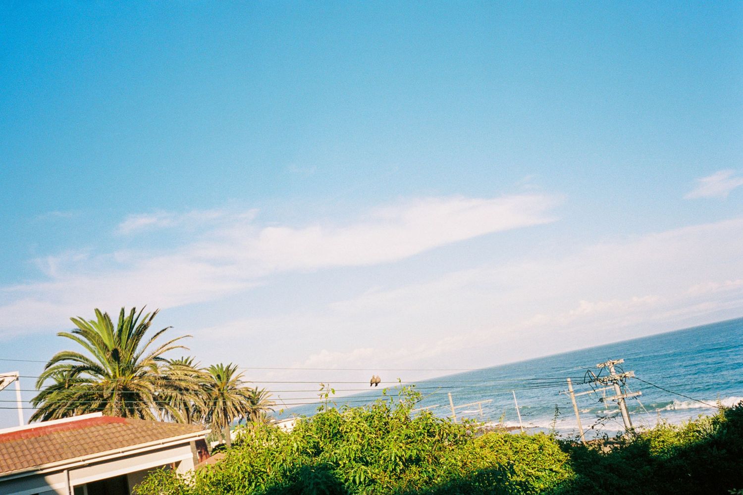 Two lovebirds alone together on a telephone wire between houses and palm trees next to the ocean in Cape Town, South Africa.