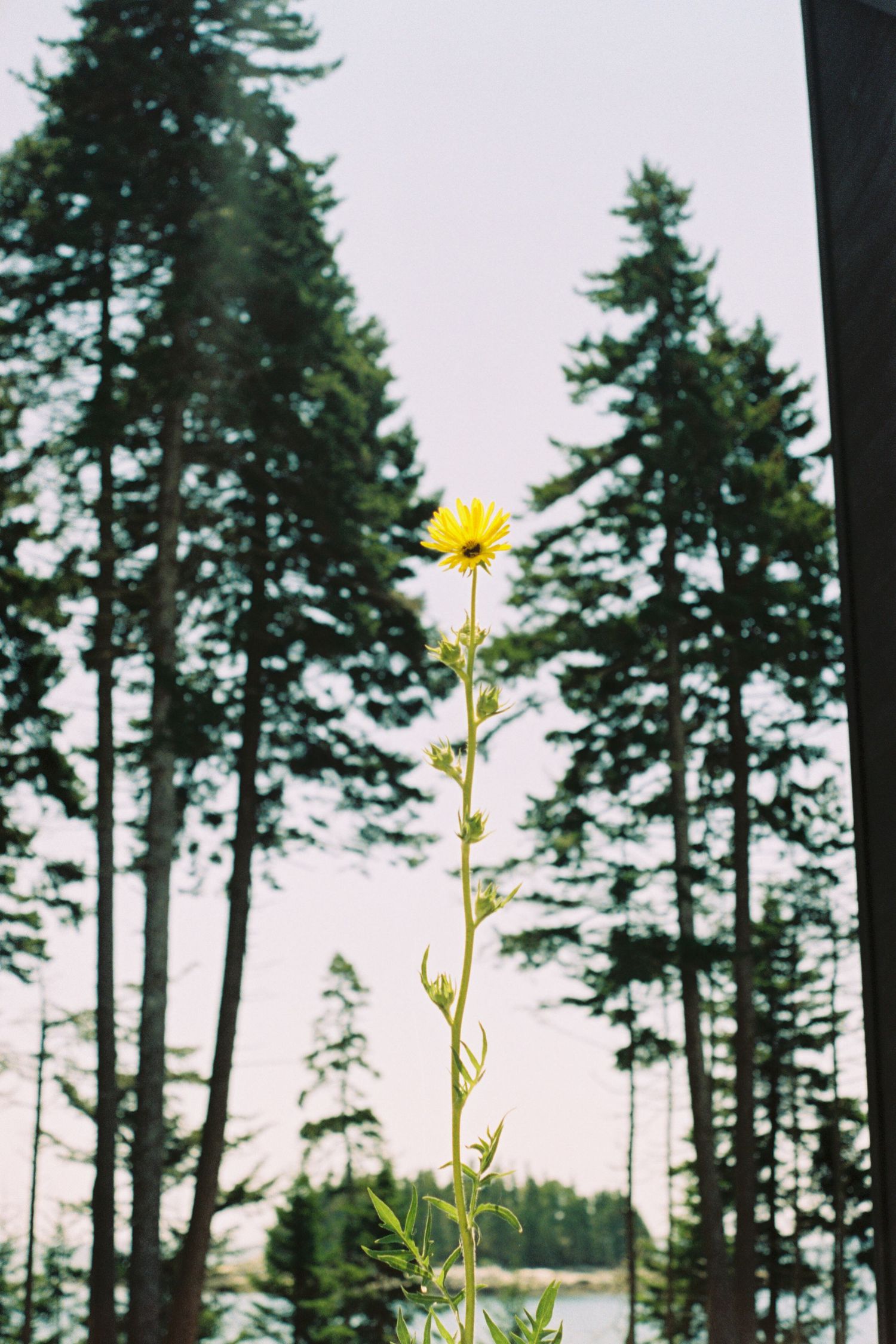 A tall single yellow flower shines in between taller pine trees and a distant island off the coast of Rockland, Maine.