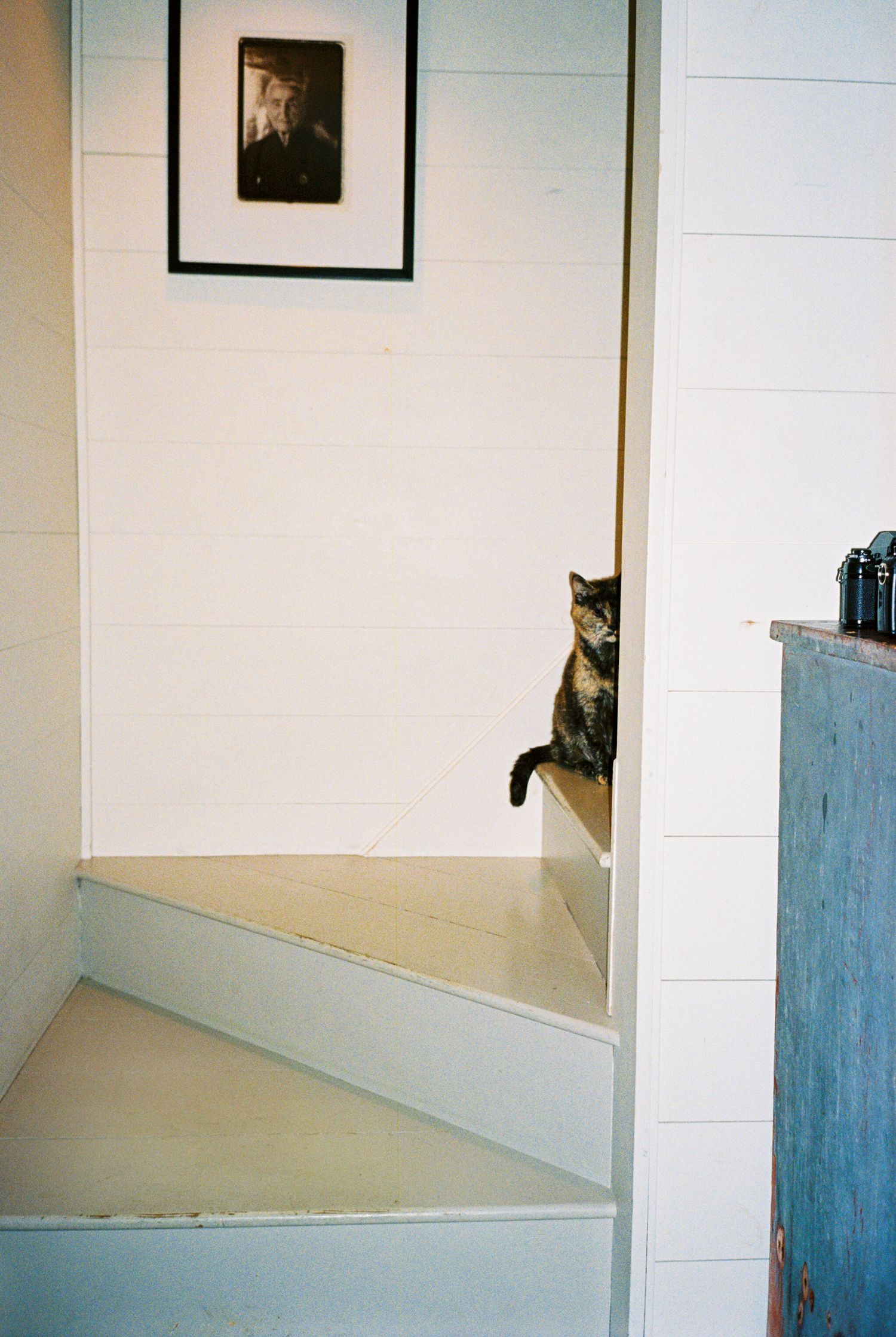 Tortoise house cat poses on the stairs in a coastal home near Rockland, Maine.