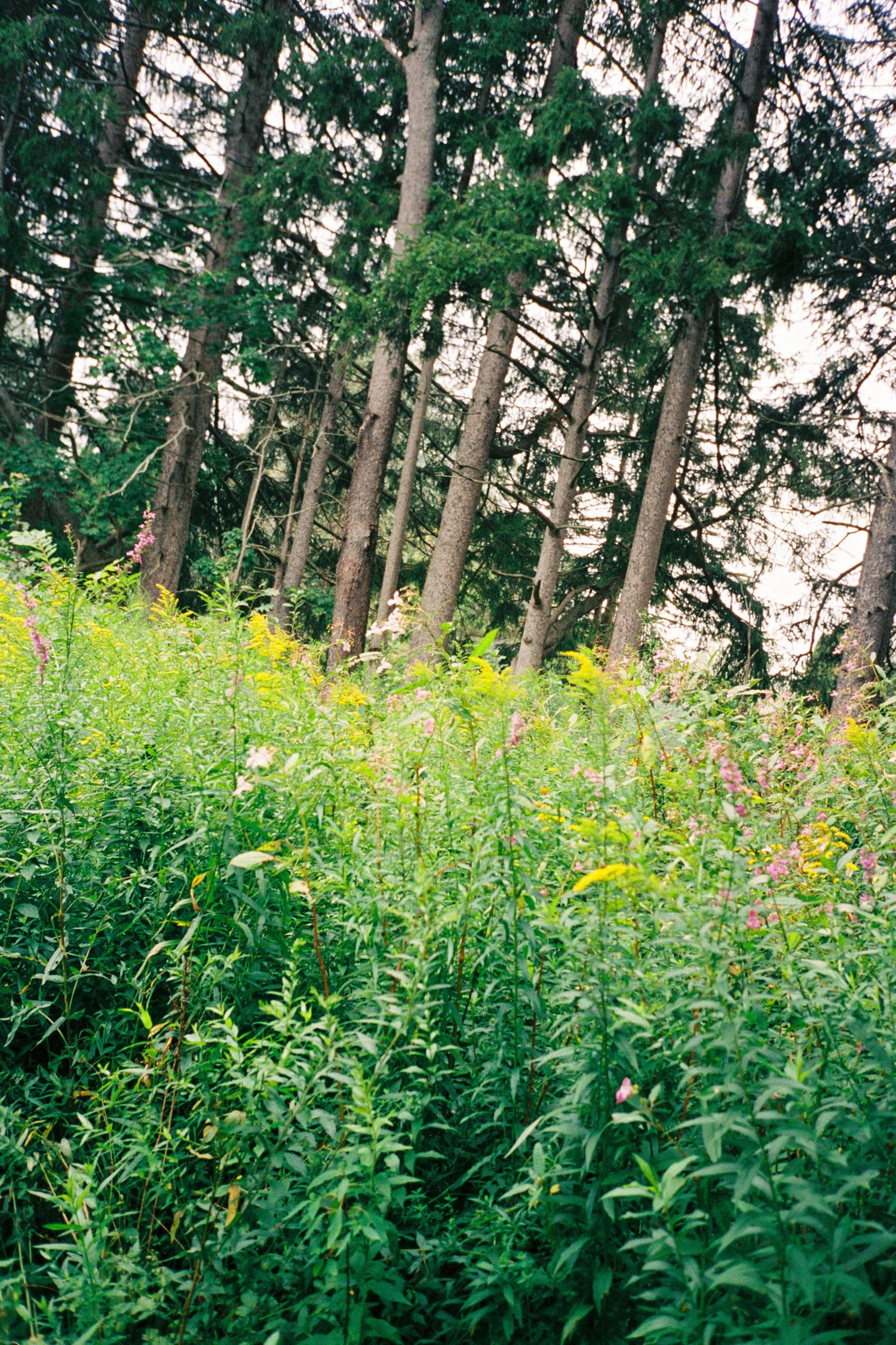 A meadow of wild flowers growing lush in the summer and a forest full of trees in the distance. All the plants are leaning towards the sun.