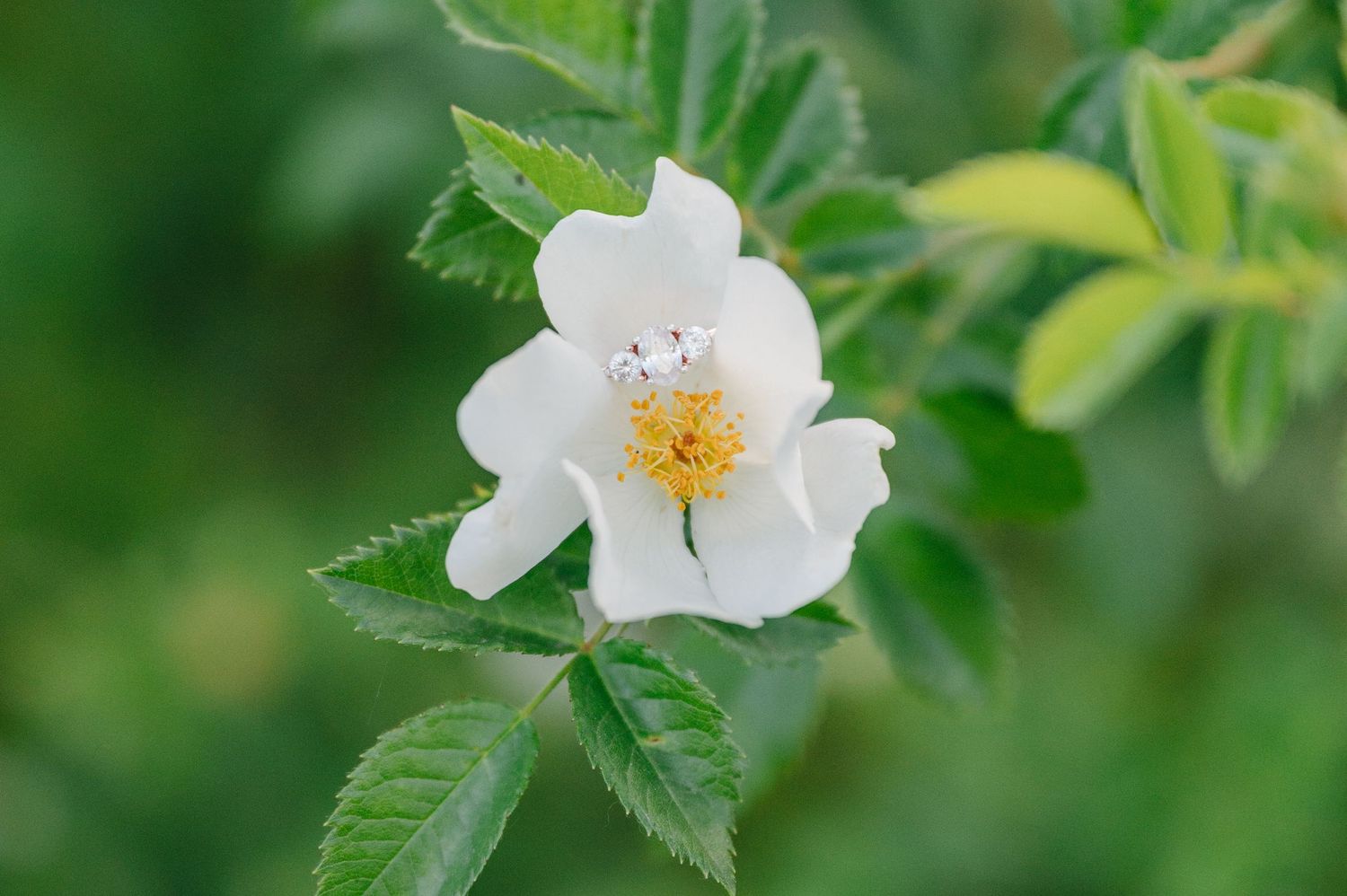 A delicate white wild rose blooms against a soft green natural background.