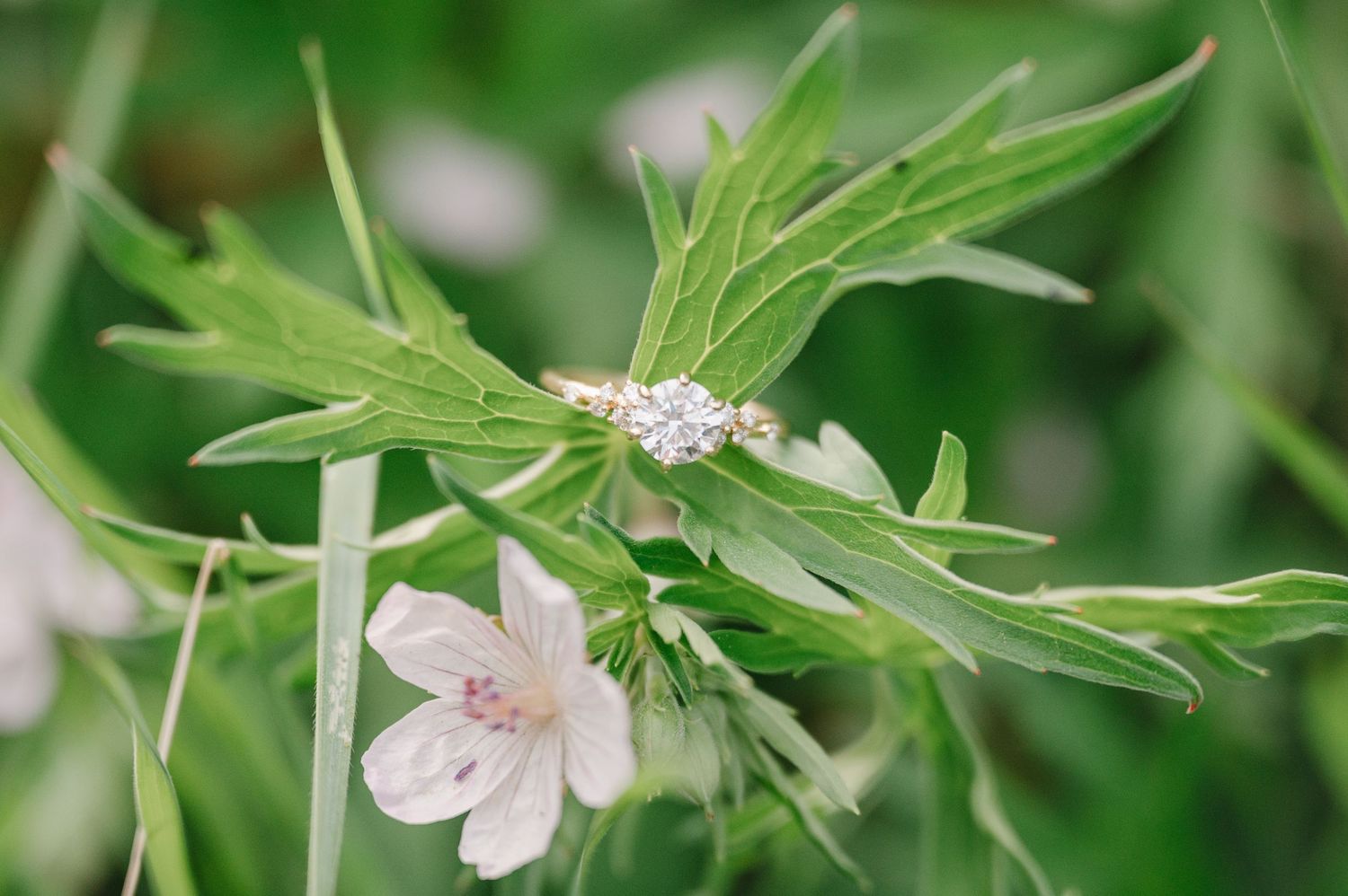 A diamond engagement ring sits delicately on green leaves next to a soft pink flower in a natural outdoor setting.