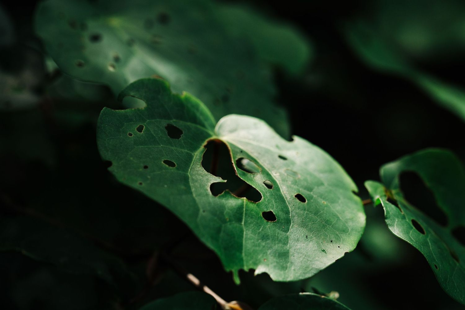 Kawakawa Leaf