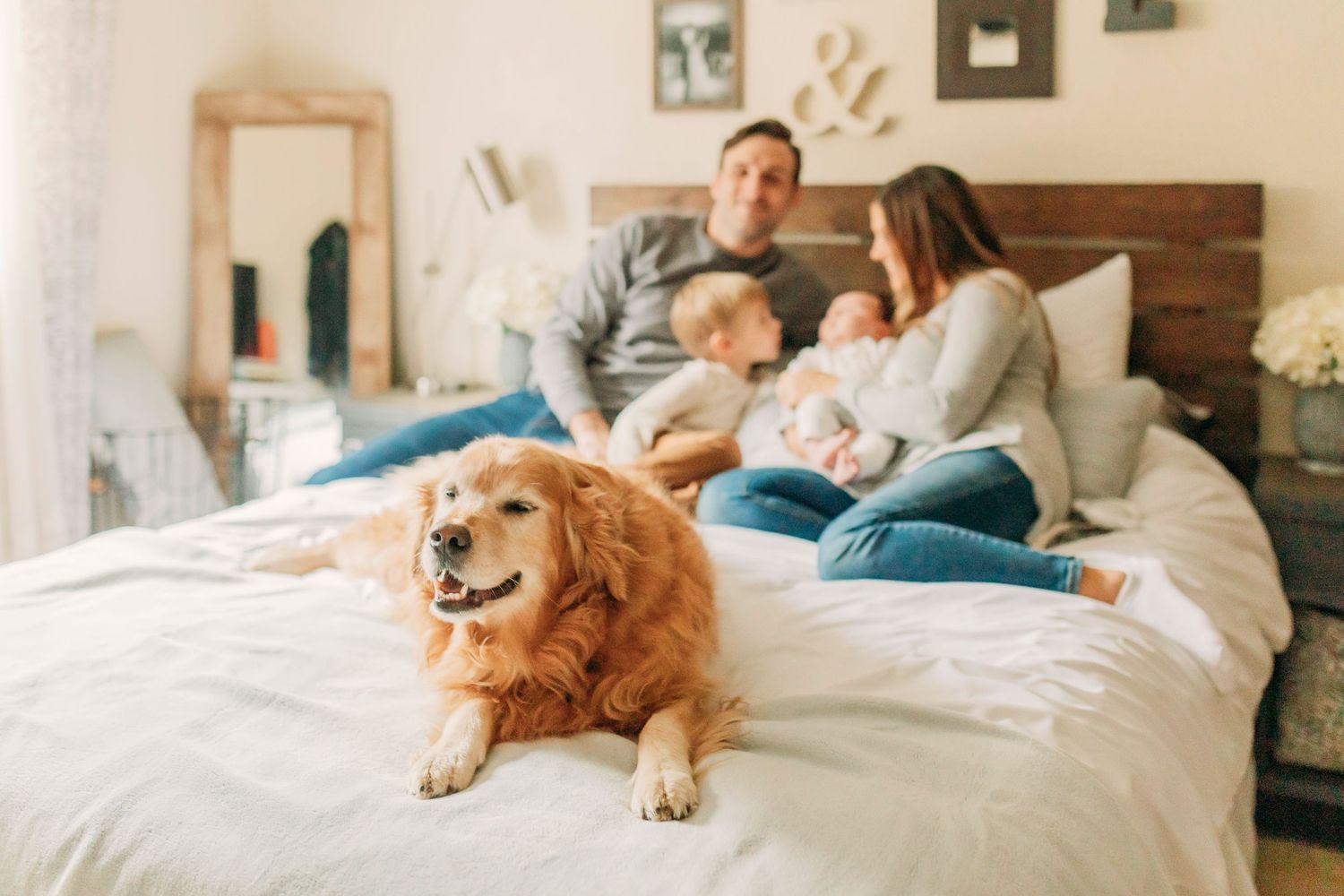 A golden retriever lies contentedly on a bed with family and pillows in a cozy bedroom.