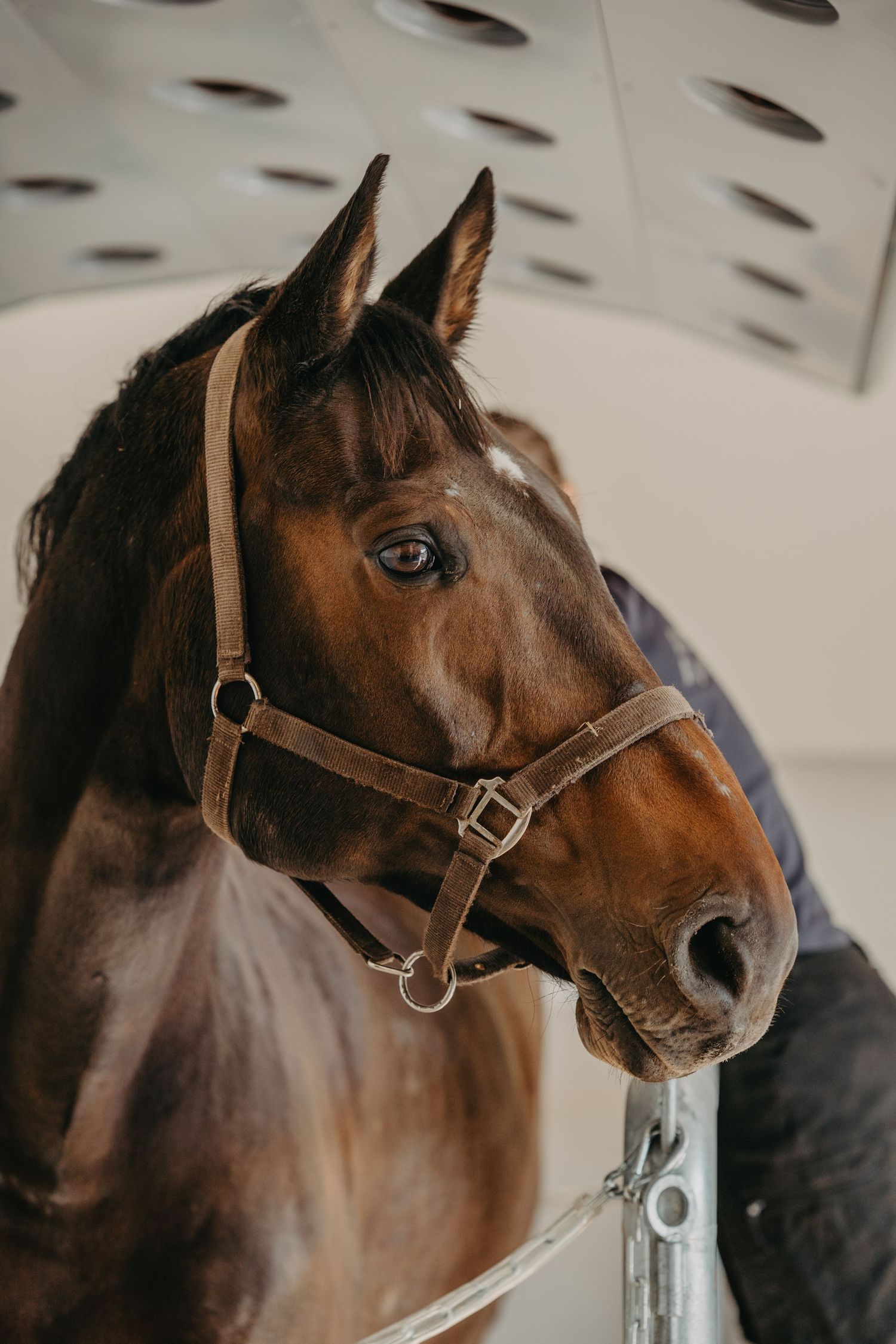 Close-up profile views of a bay horse wearing a brown leather halter in multiple similar shots.