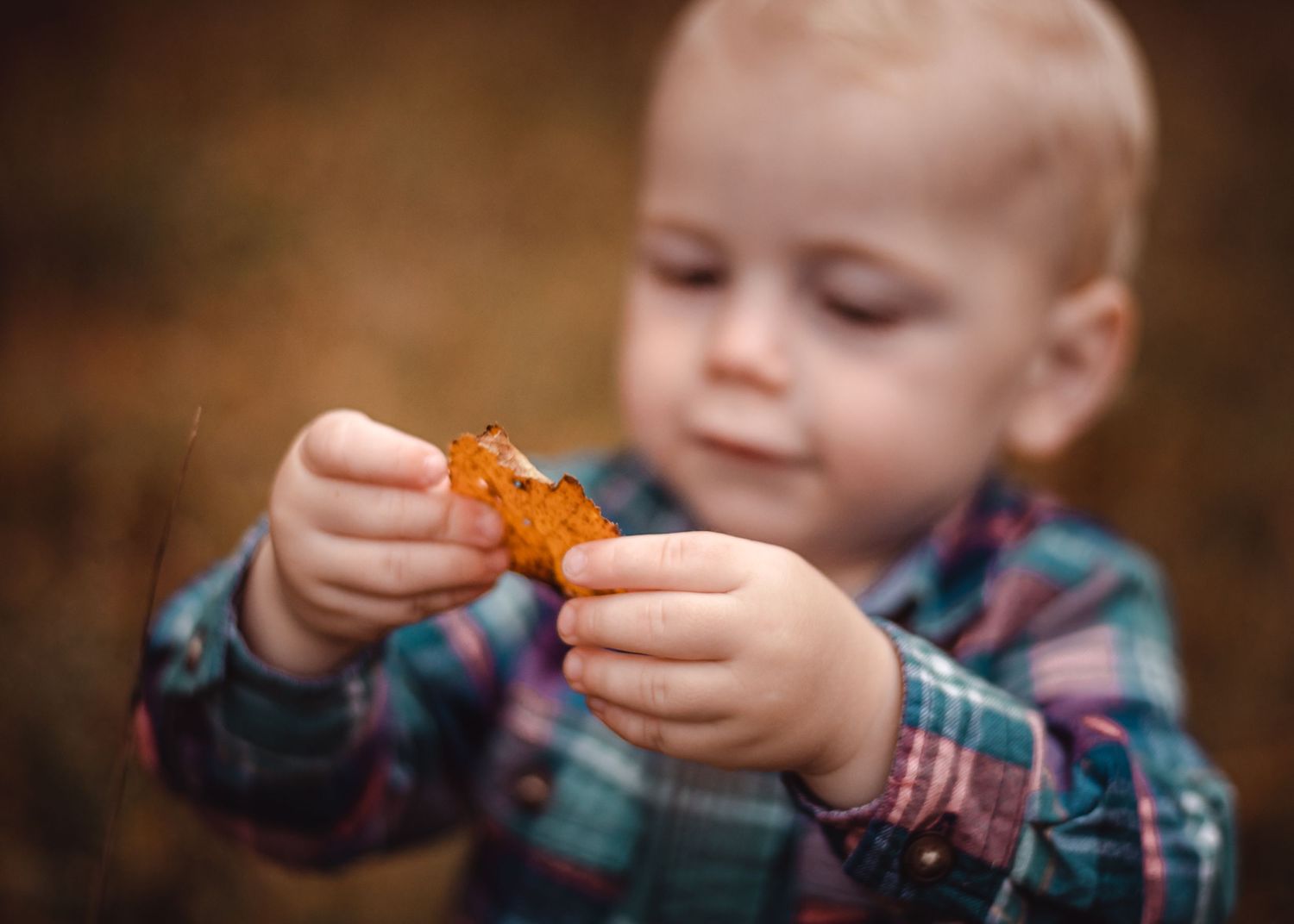 Close up of small child examining an orange autumn leaf.