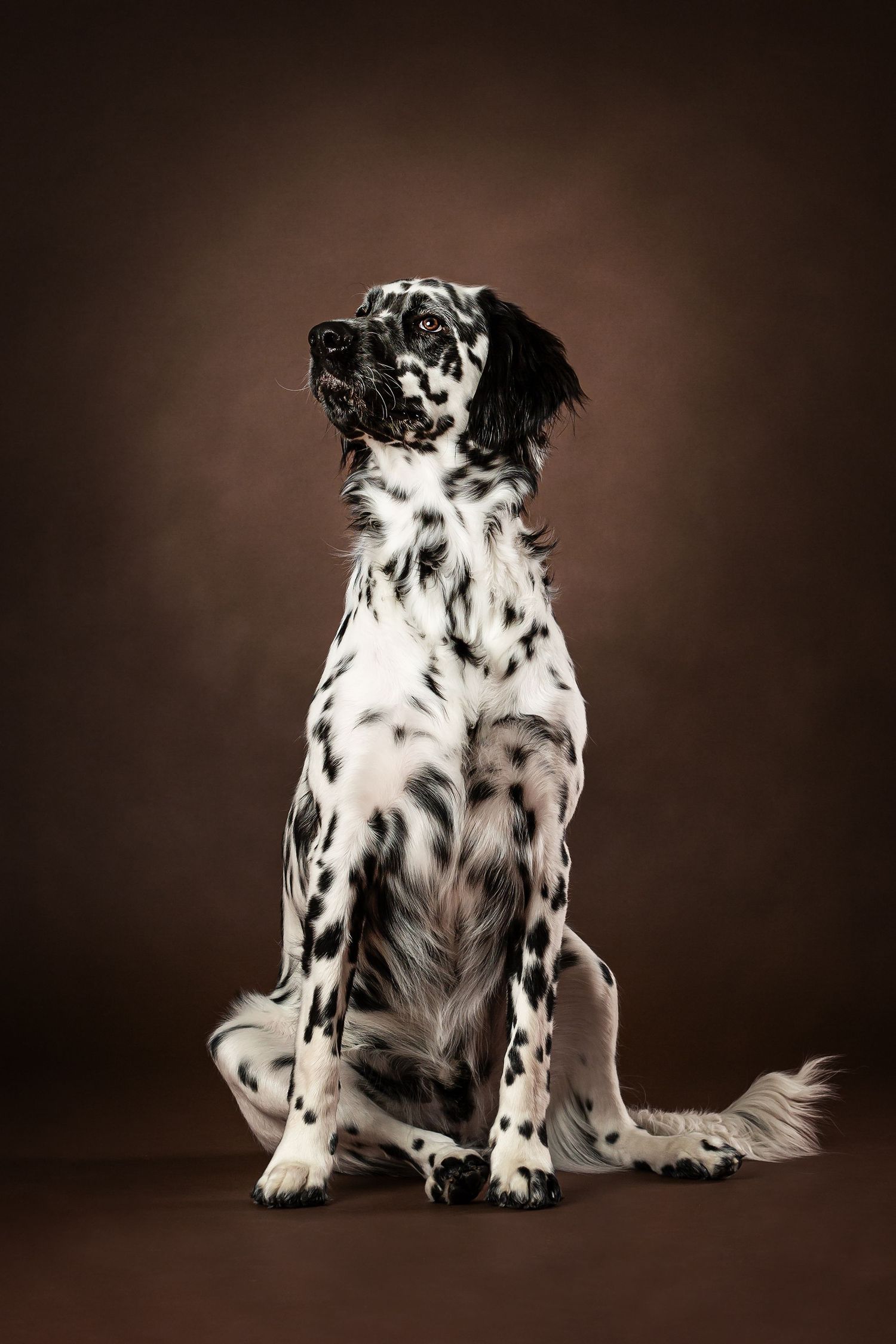 Elegant English Setter dog sitting upright with striking black and white spotted coat against dark brown studio background.