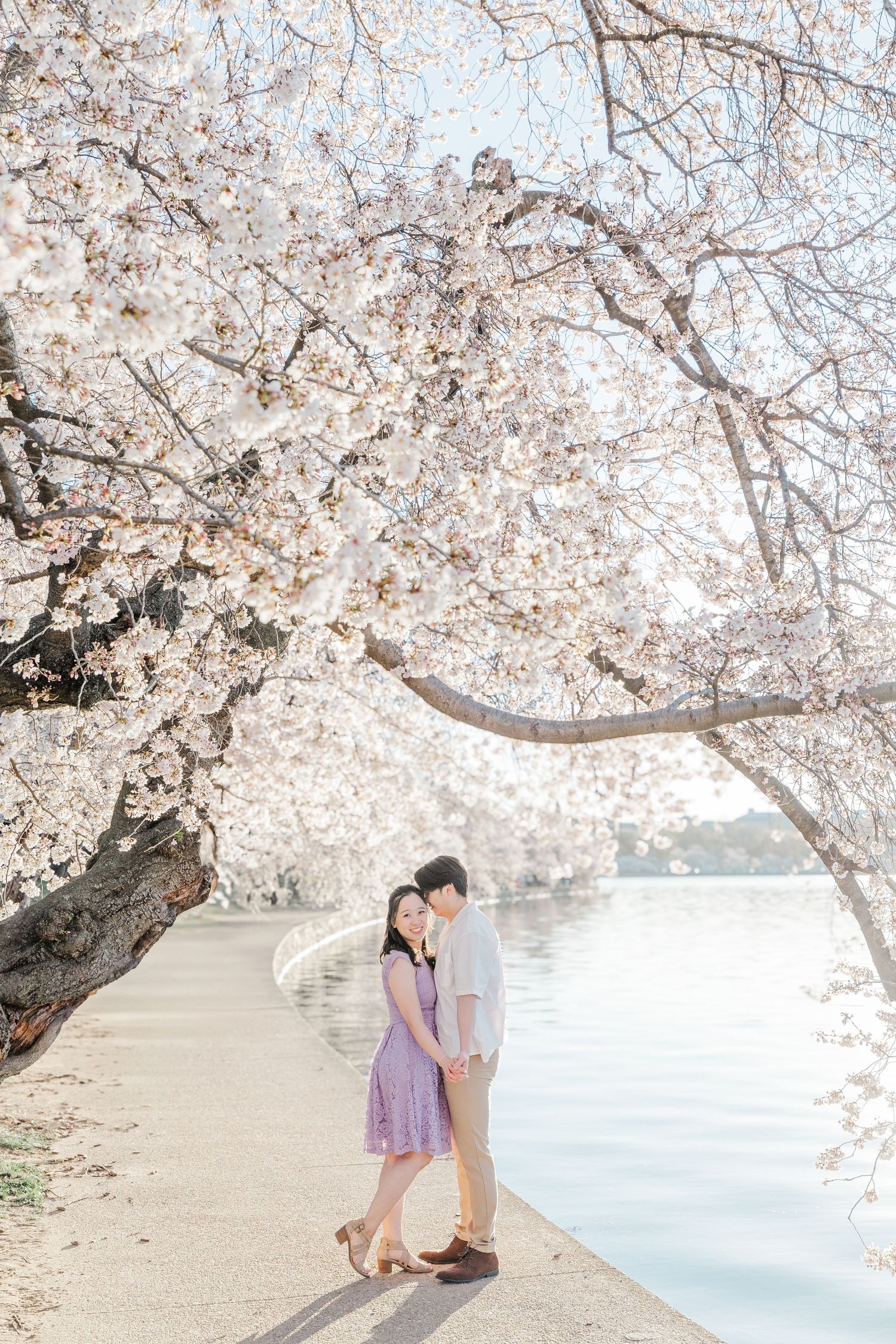 Couple shares tender moments under blooming cherry blossom trees by waterfront.