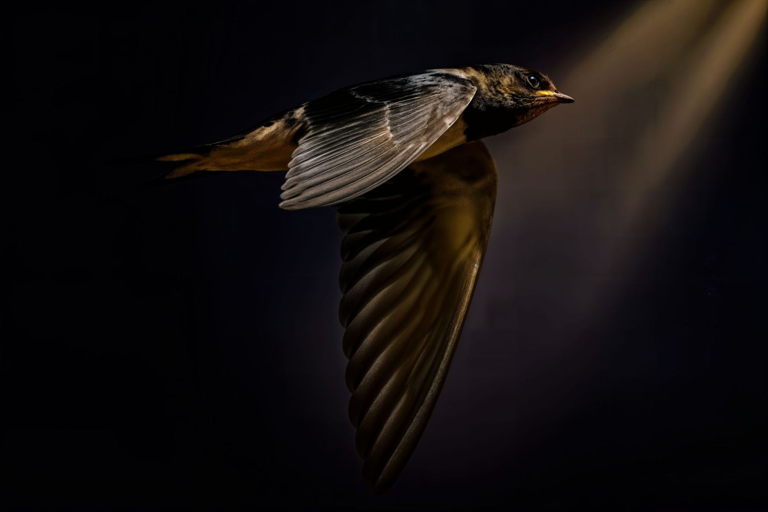 A barn swallow soars in dramatic golden light against a dark background, wings spread wide in graceful flight.