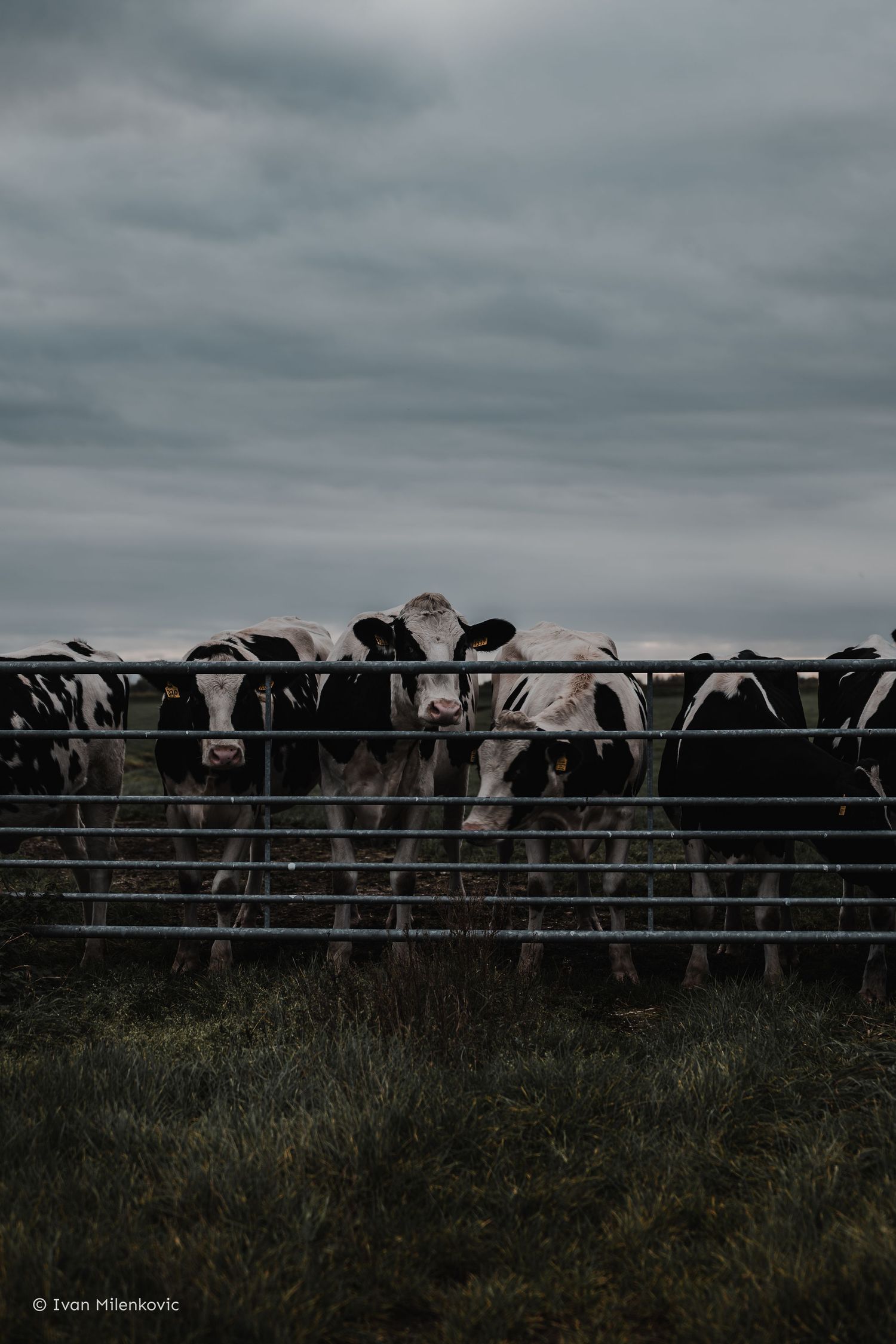 Dutch cows