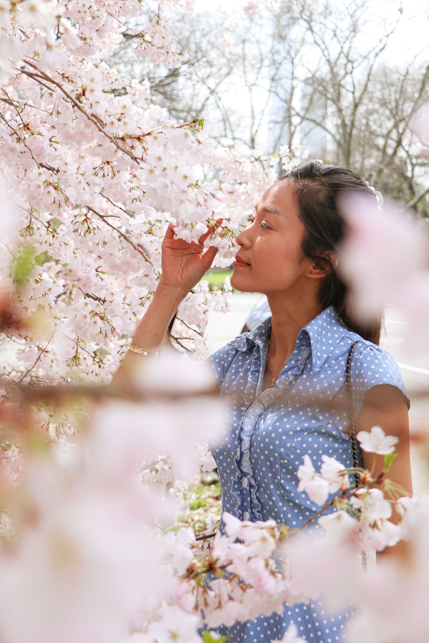 Young Asian woman in blue polka dot dress smelling pink cherry blossoms in spring park.