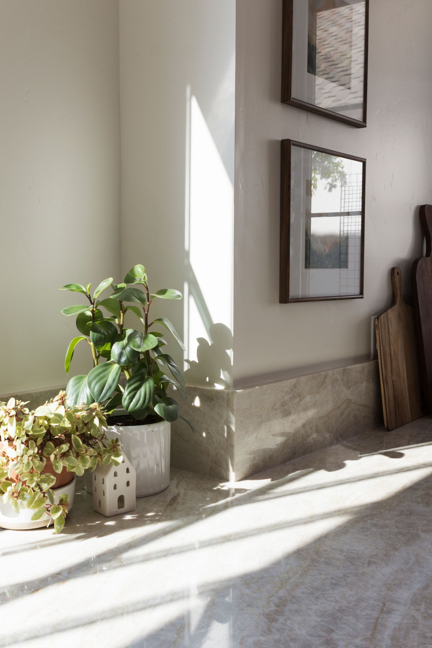 Plant on white granite kitchen counter
