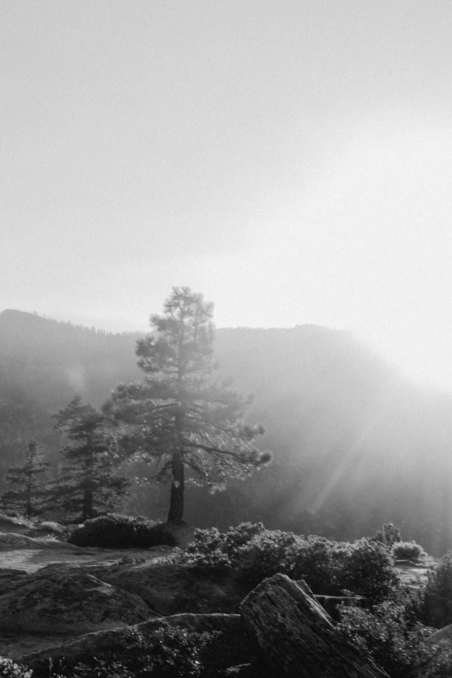 b+w photo of pine trees on ridge, sunlight streaks across image
