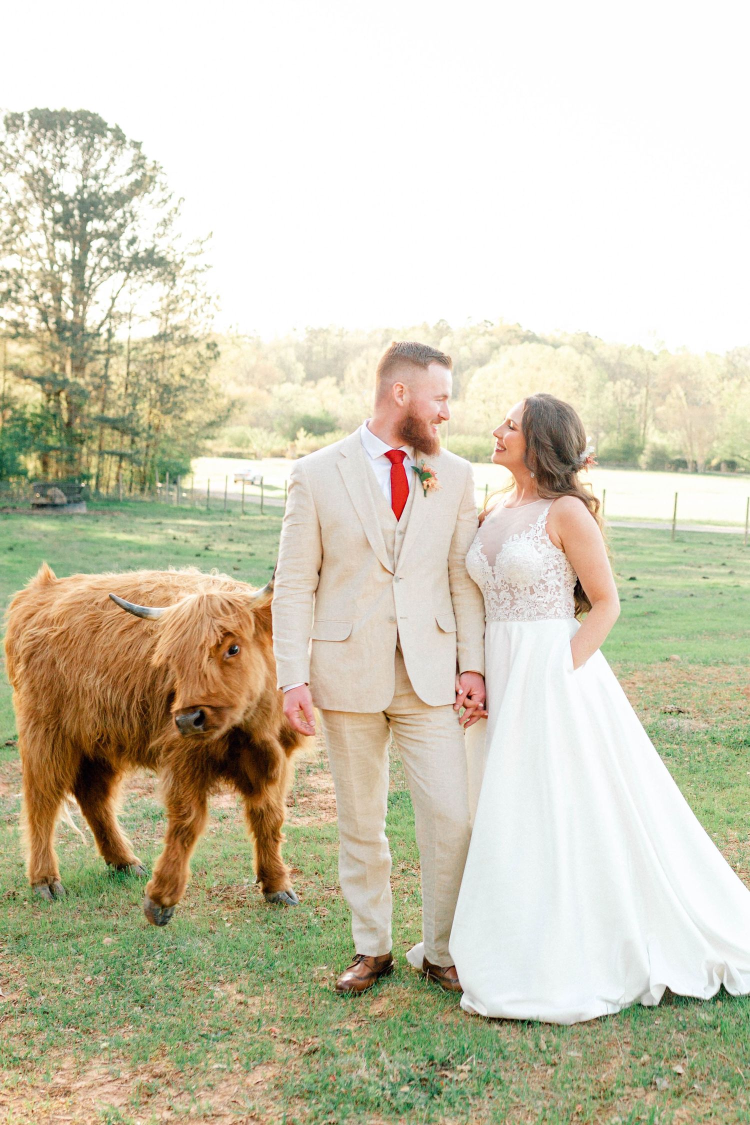 Wedding couple poses with adorable Highland cattle in a rustic outdoor setting at sunset.
