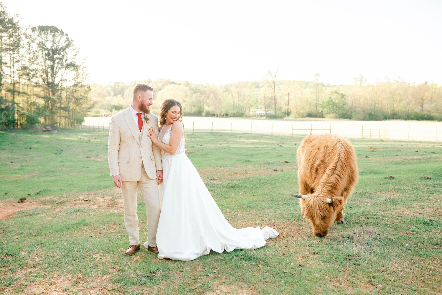 A couple poses with a Highland cow in a sunny field during their wedding photoshoot at sunset.