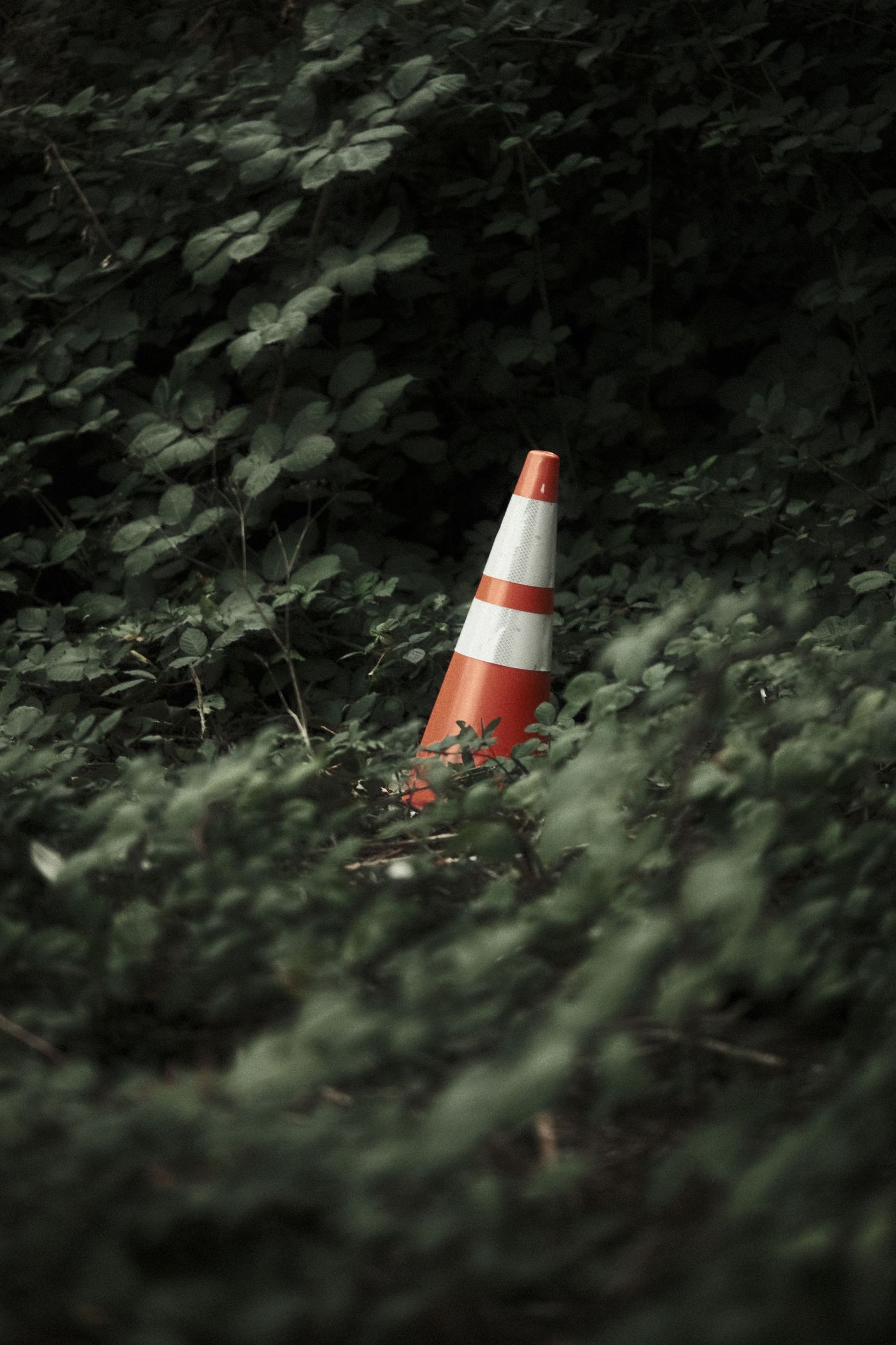 Orange and white traffic cones hidden among lush green foliage in a forest setting.