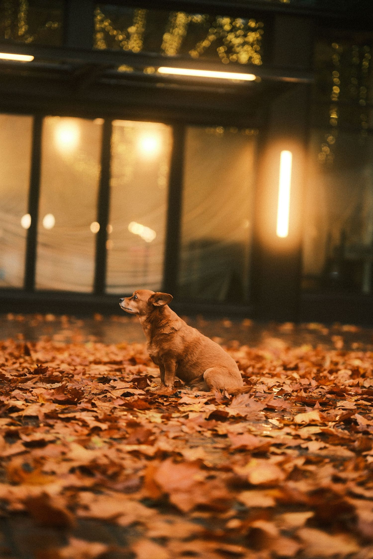 A dog sits among fallen autumn leaves in a dimly lit outdoor space.