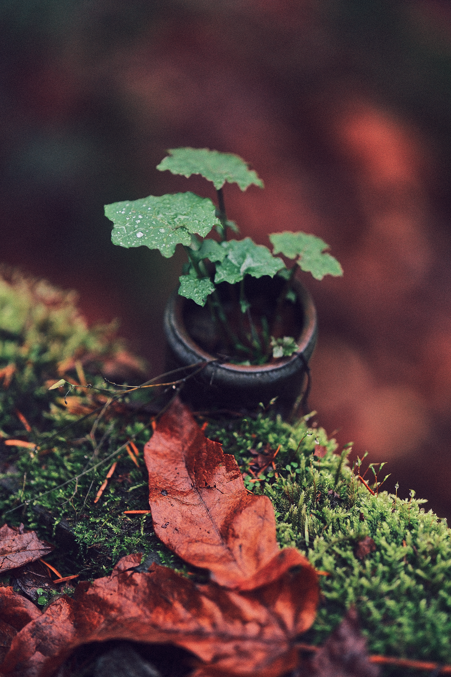 Green plant leaves and moss growing on reddish-brown earth.