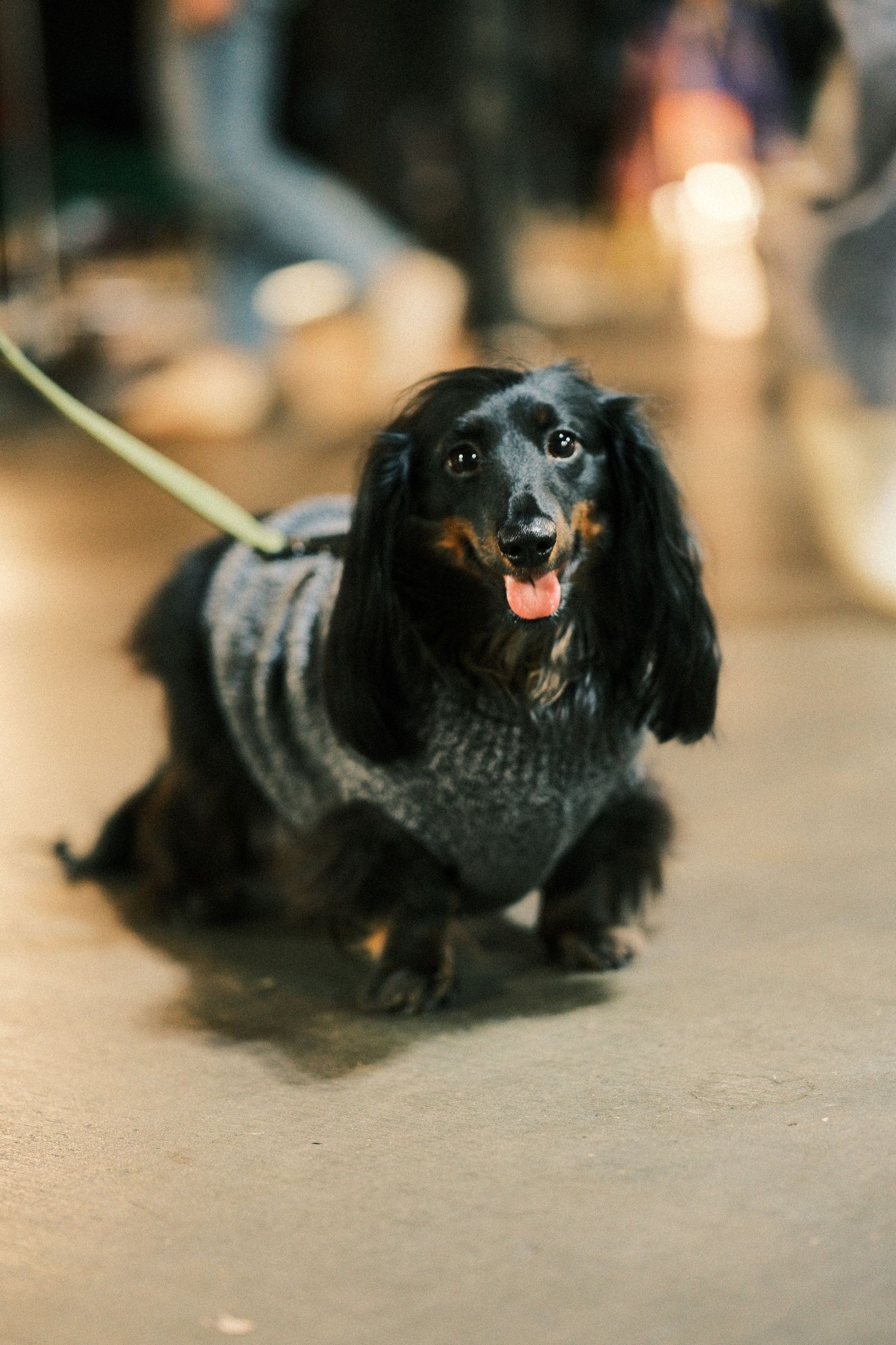 A small black dachshund dog crawls along the ground on a leash.