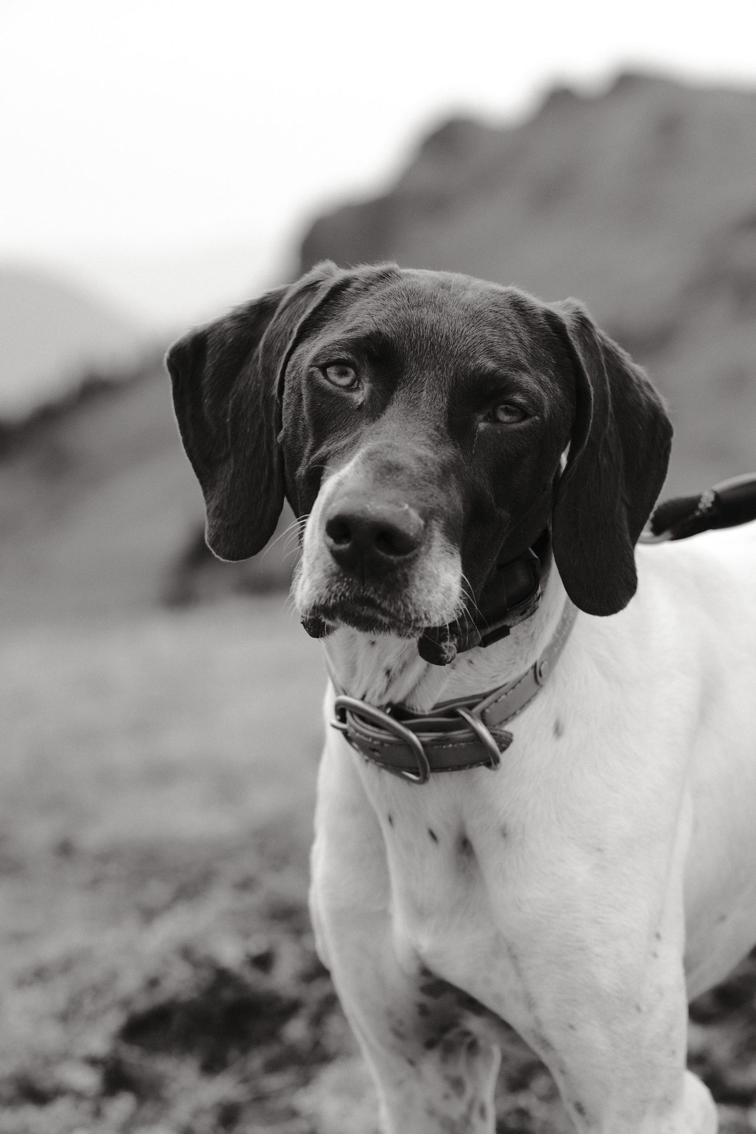 Close-up portrait of a black and white spotted dog with expressive eyes.