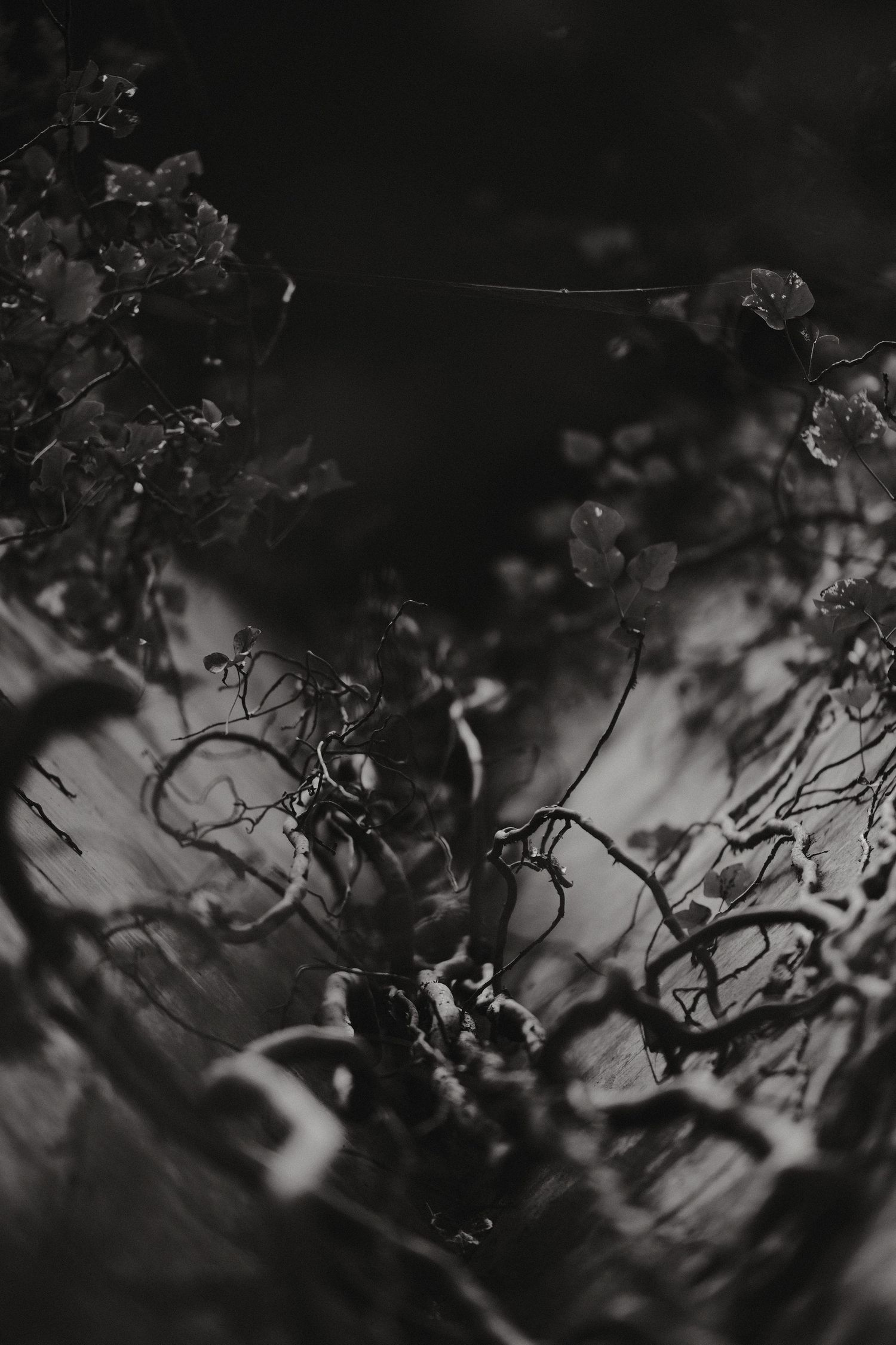 Twisted tree branches create intricate silhouettes in dramatic black and white.