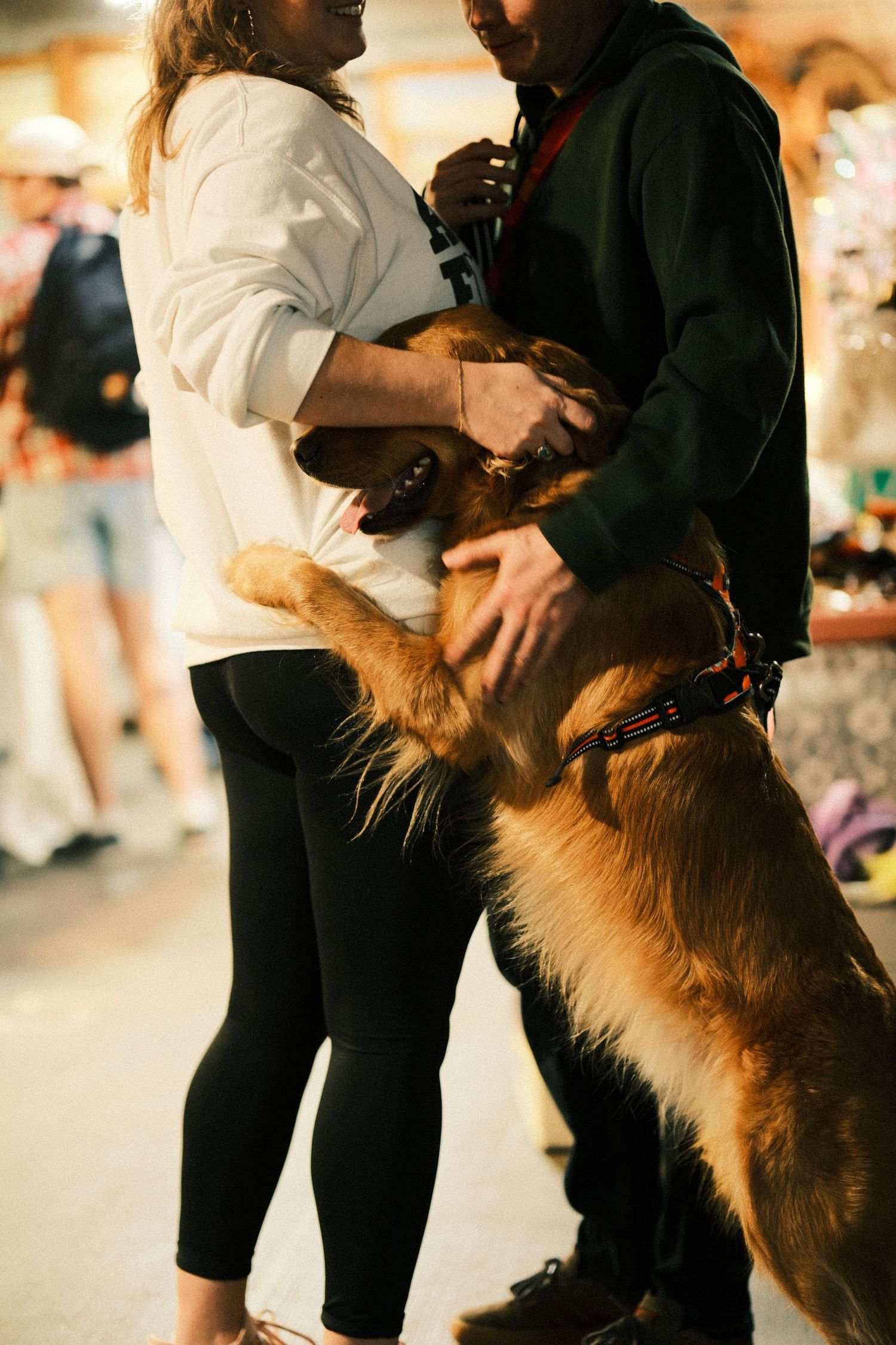A dog training session shows handlers practicing obedience exercises with their pets.