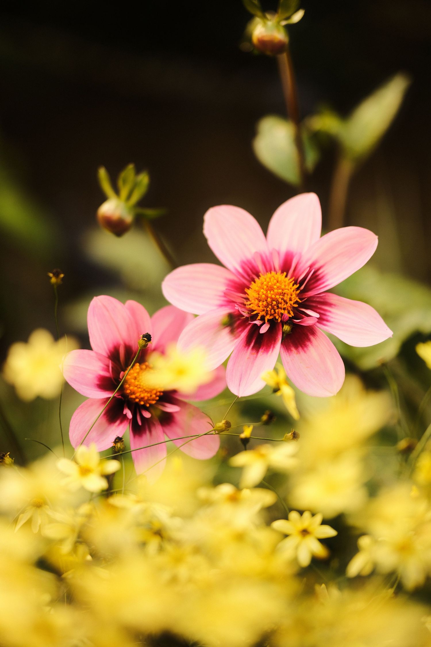 Pink dahlias in bloom with yellow flowers in soft focus background.