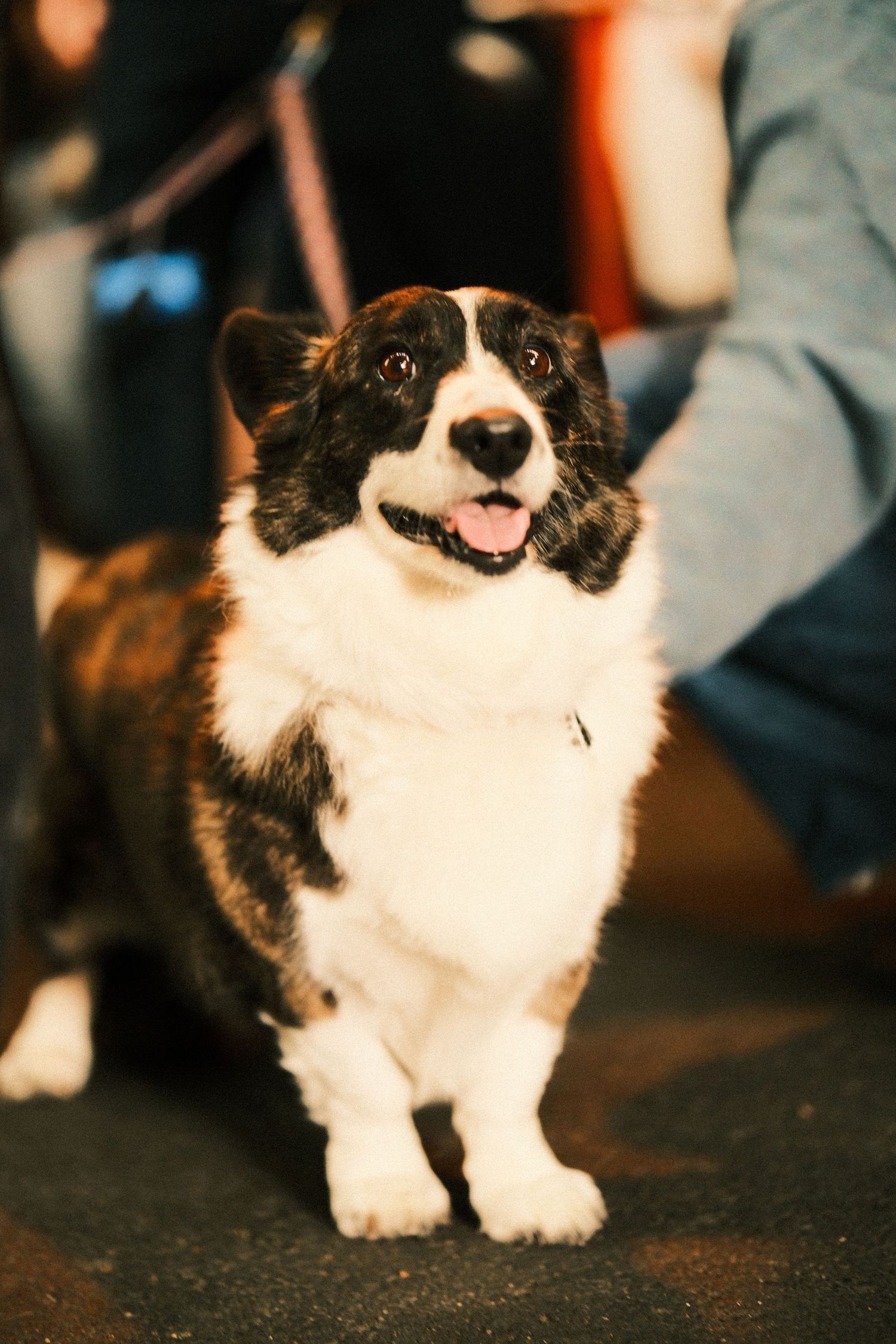A happy black and white corgi dog with perked ears smiles at the camera.