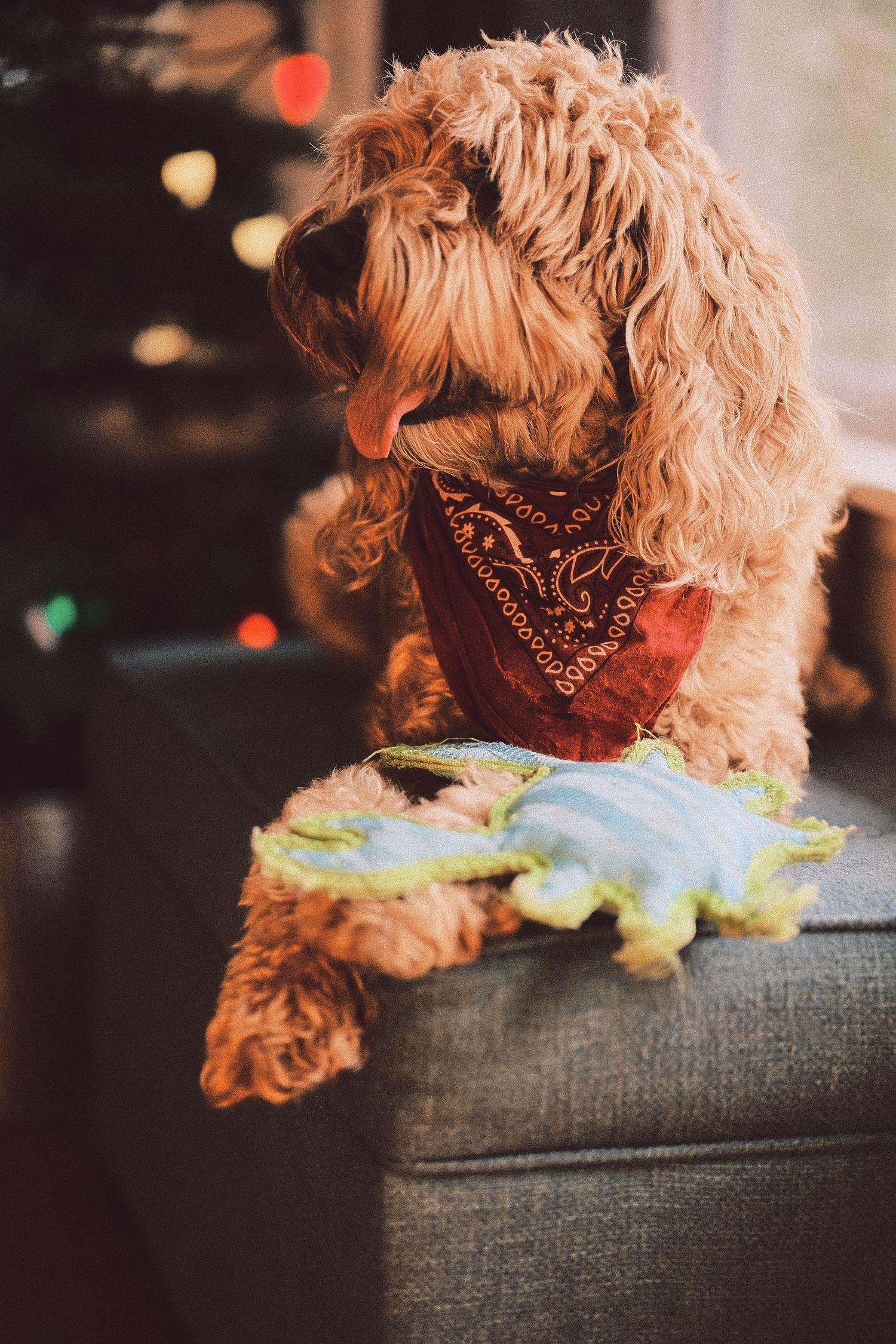 Fluffy dog resting on grey couch with colorful plush toy.