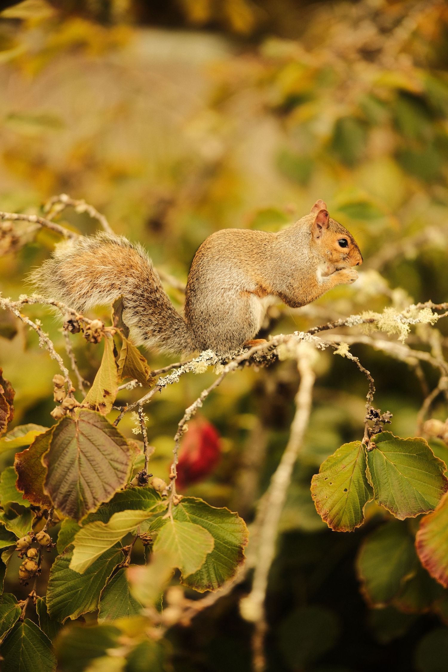 Squirrels foraging among autumn leaves and branches.