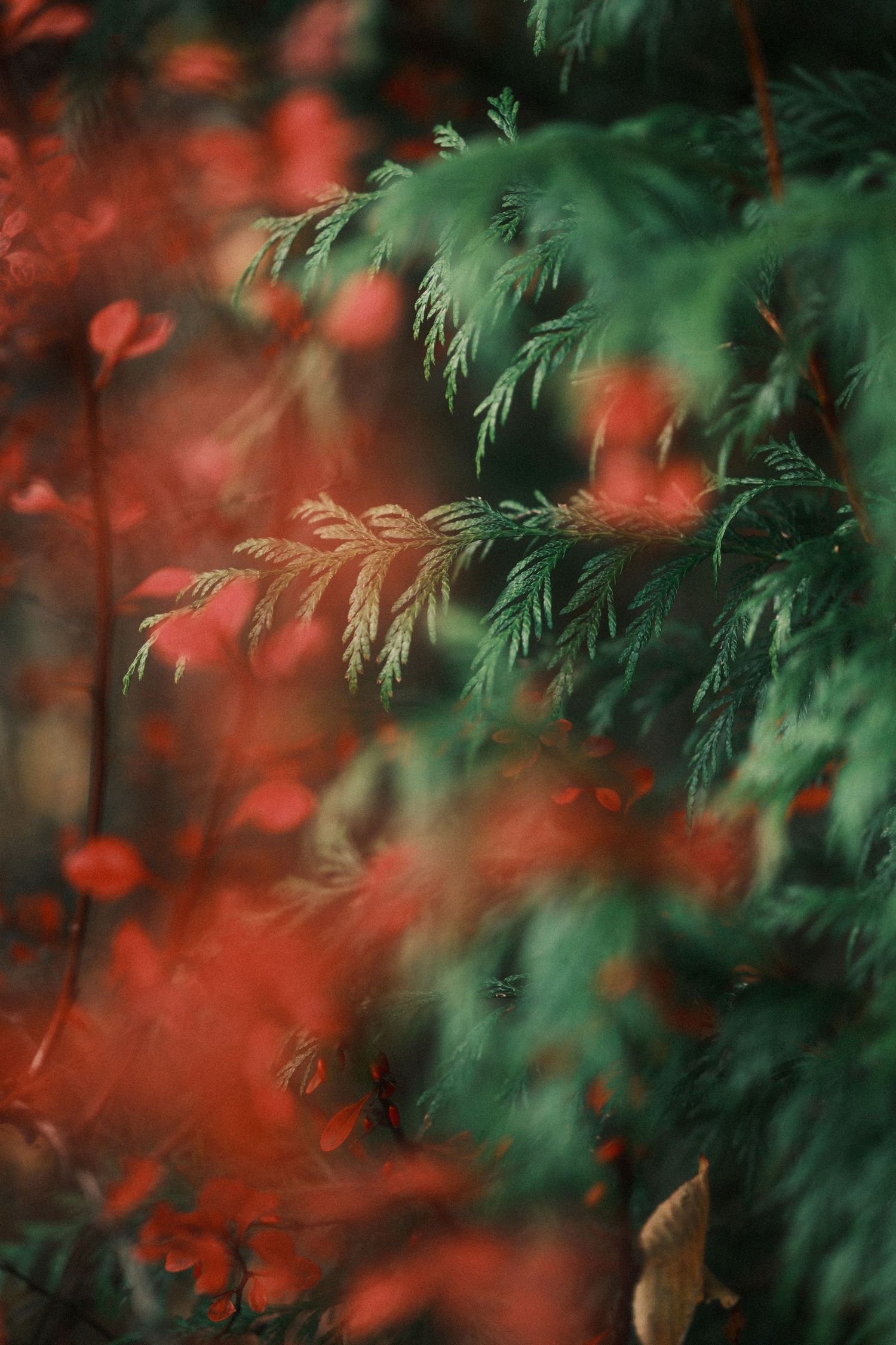 Soft focus shot of green pine needles against blurred red autumn foliage.