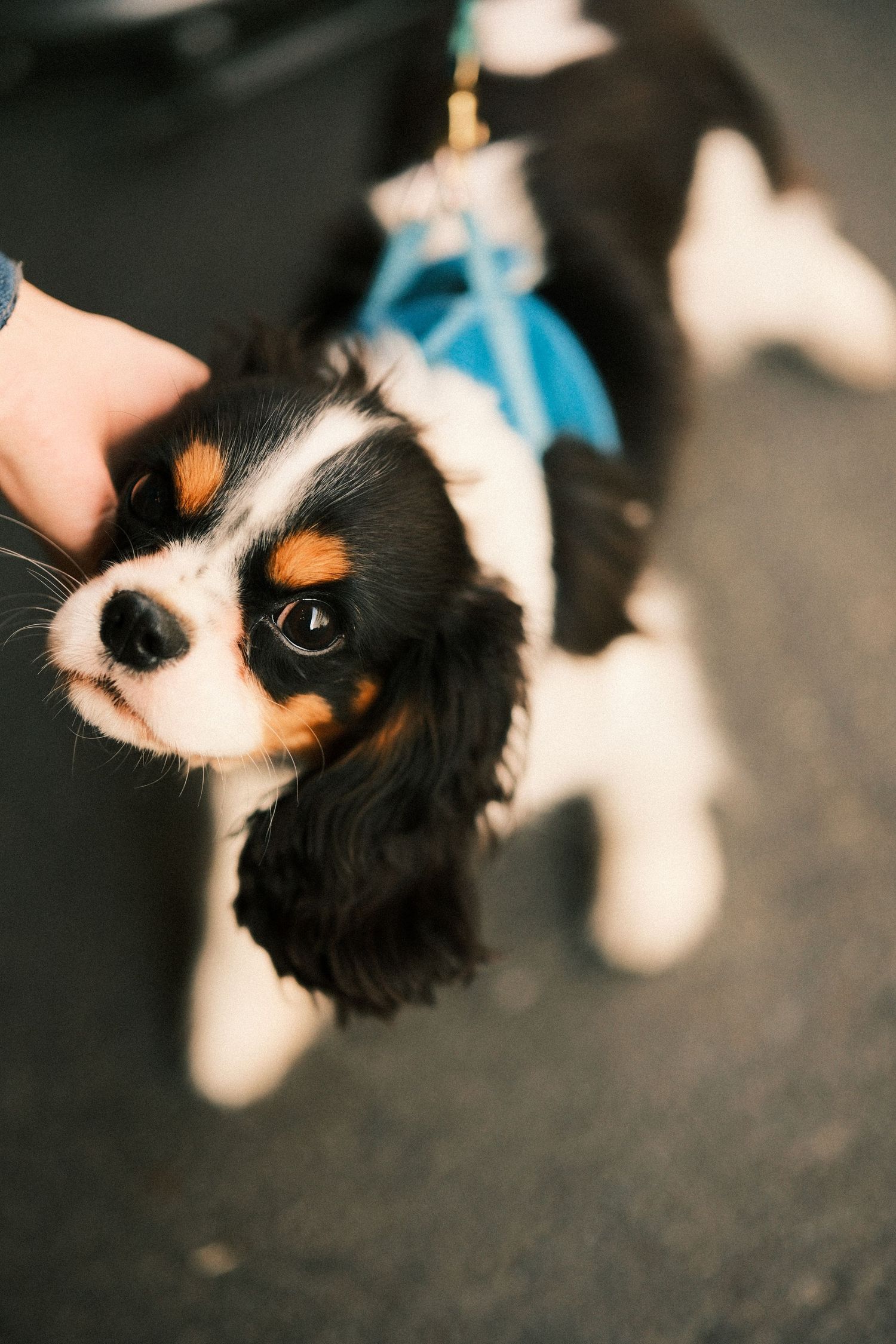 Artistic close-up shots of a Cavalier King Charles Spaniel's face.
