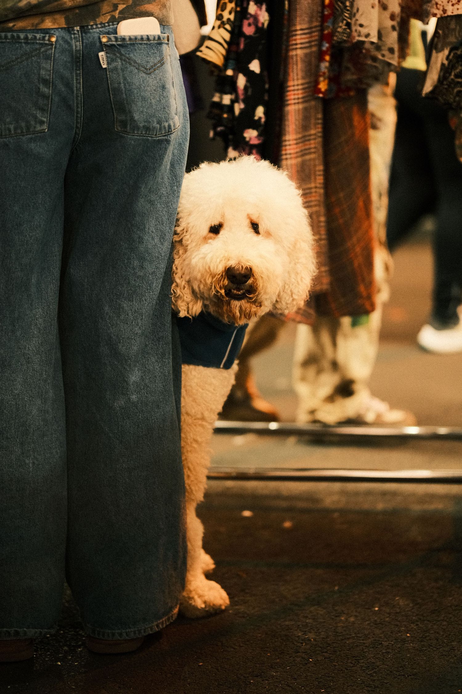 A fluffy white dog stands next to someone wearing jeans in a crowded indoor space.
