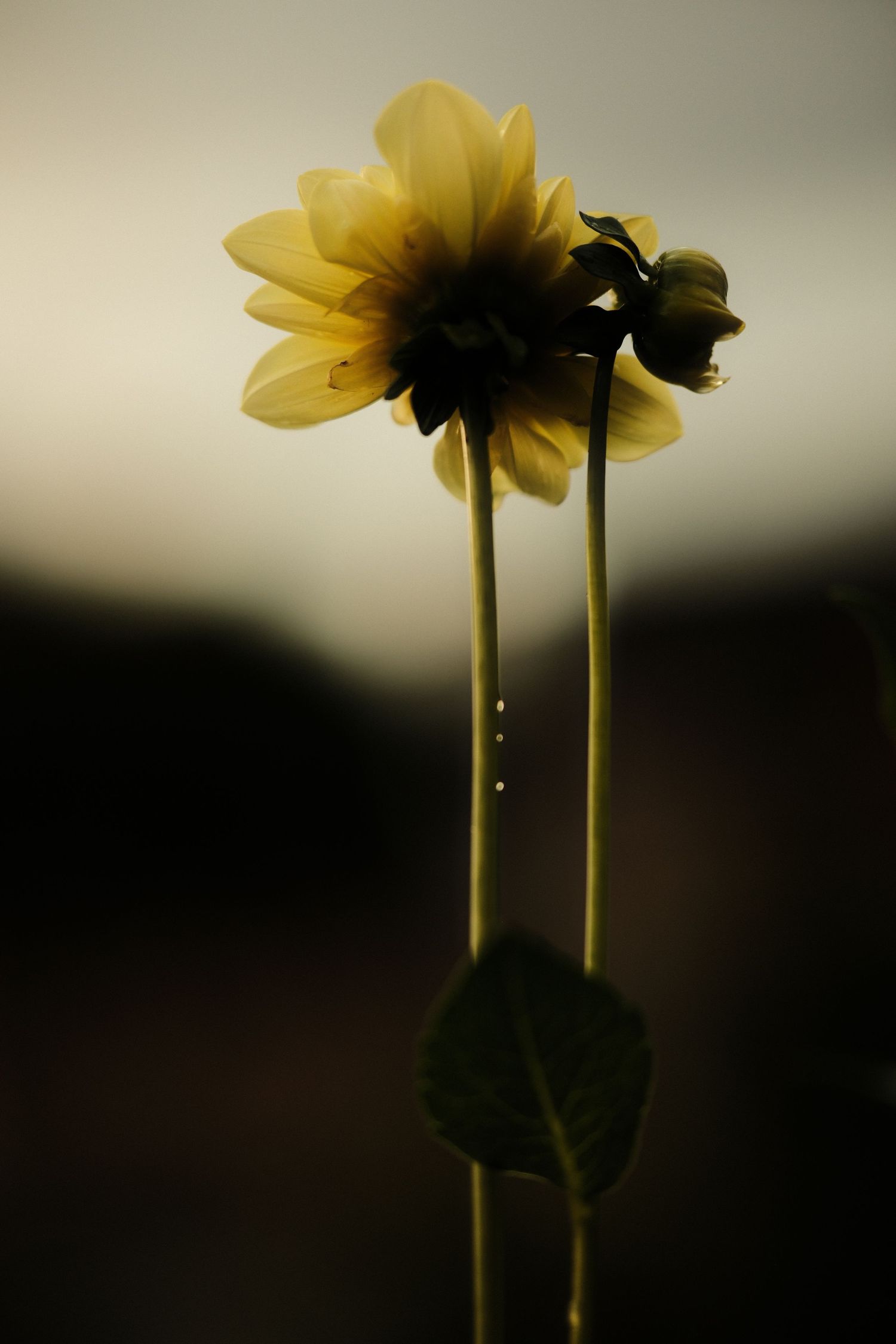 Yellow daffodils silhouetted against a moody sky at sunset.