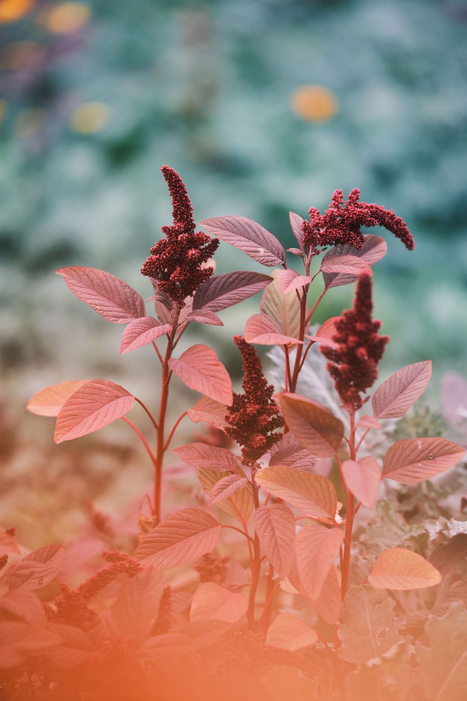 Red amaranth plants with pink-tinted leaves against a blurred background.