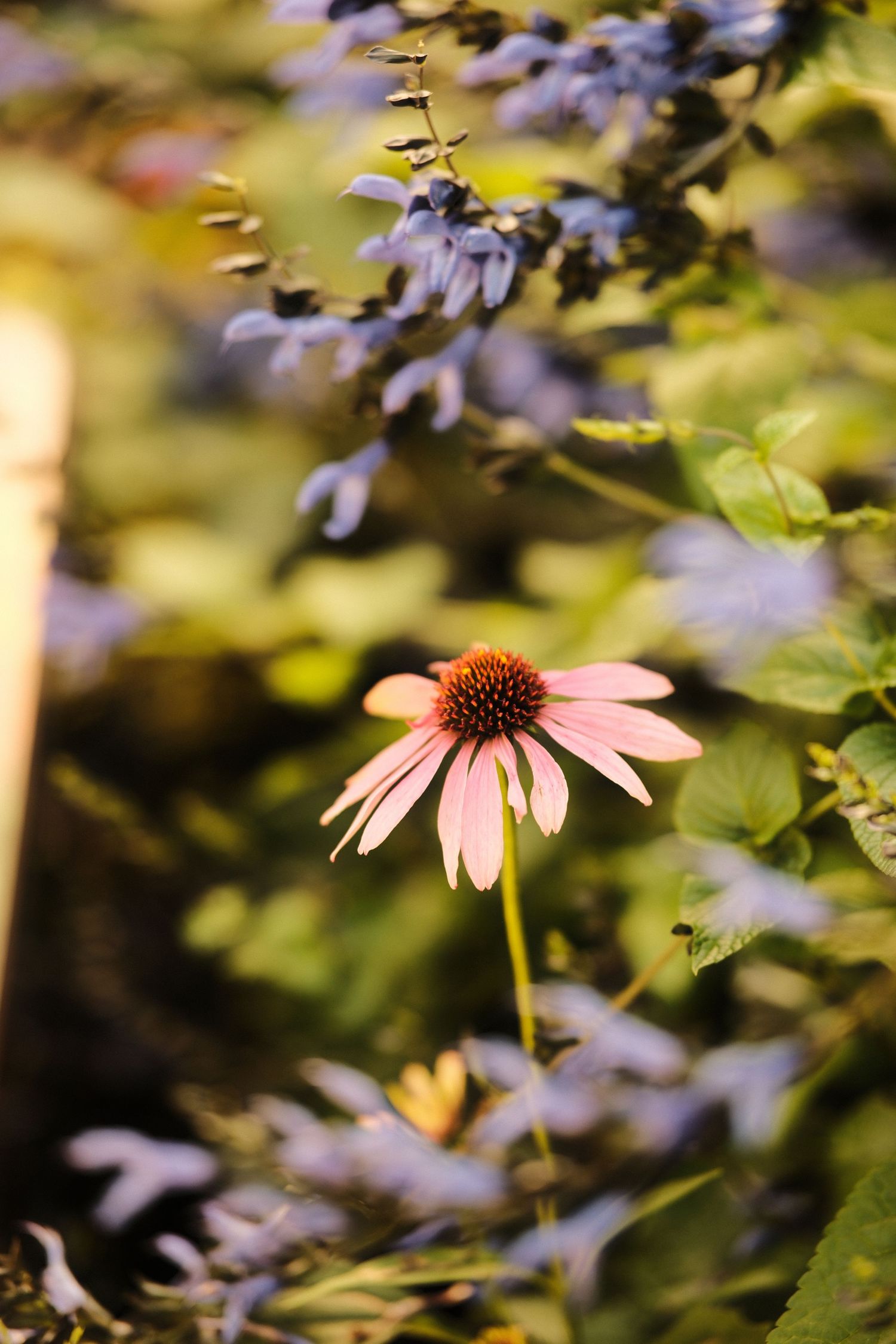 Pink coneflower bloom emerges from soft-focus foliage background.