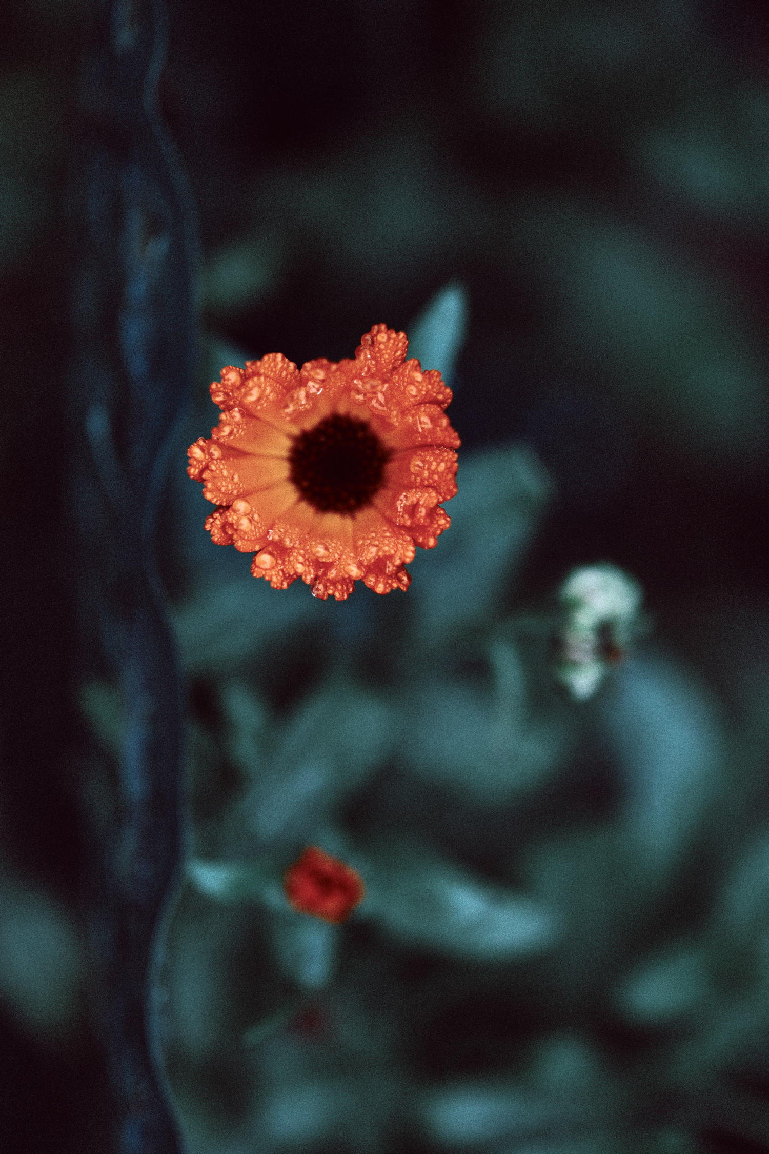 Vibrant orange flower with dark center against moody teal background.