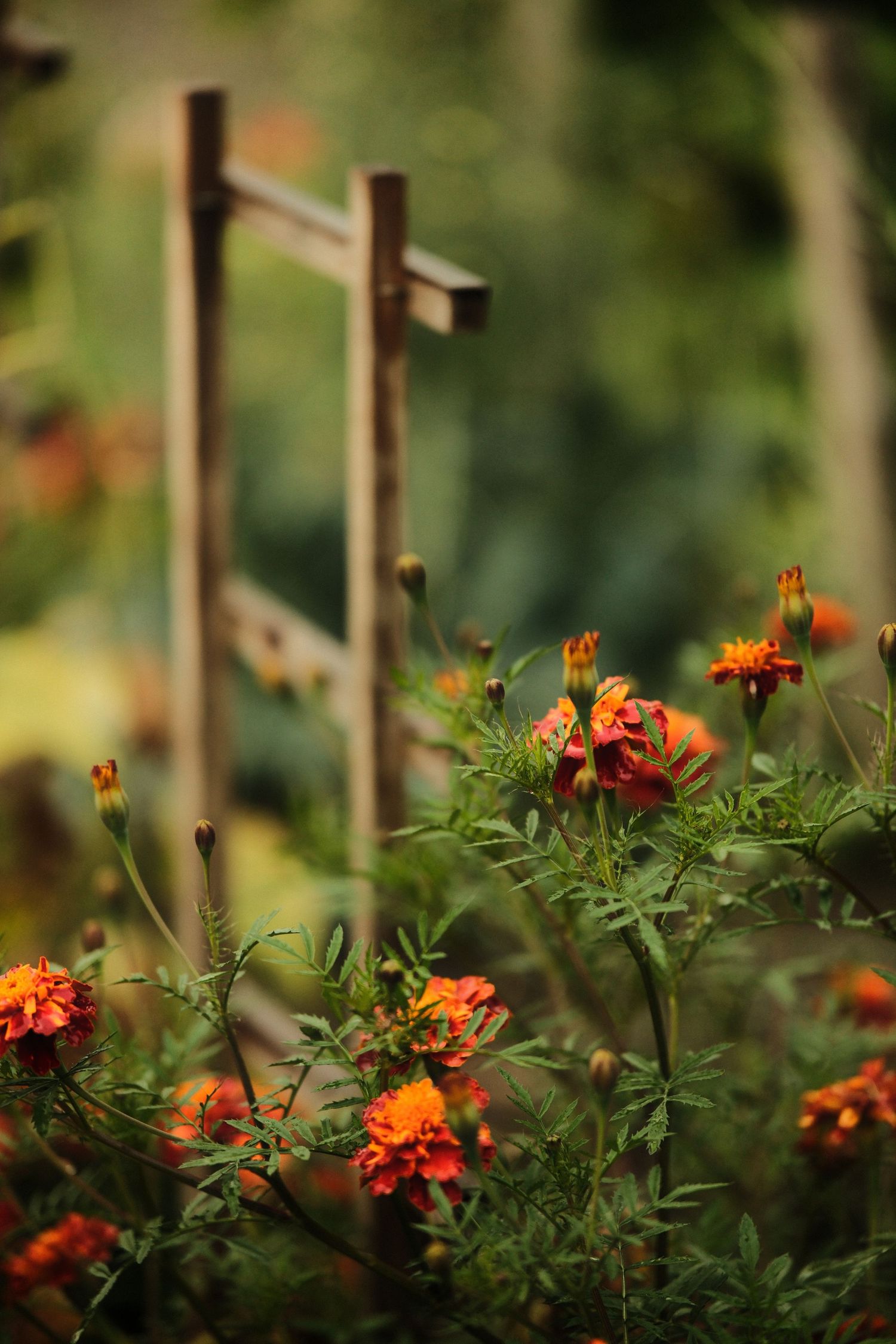 Orange marigolds grow alongside wooden garden stakes in dappled sunlight.