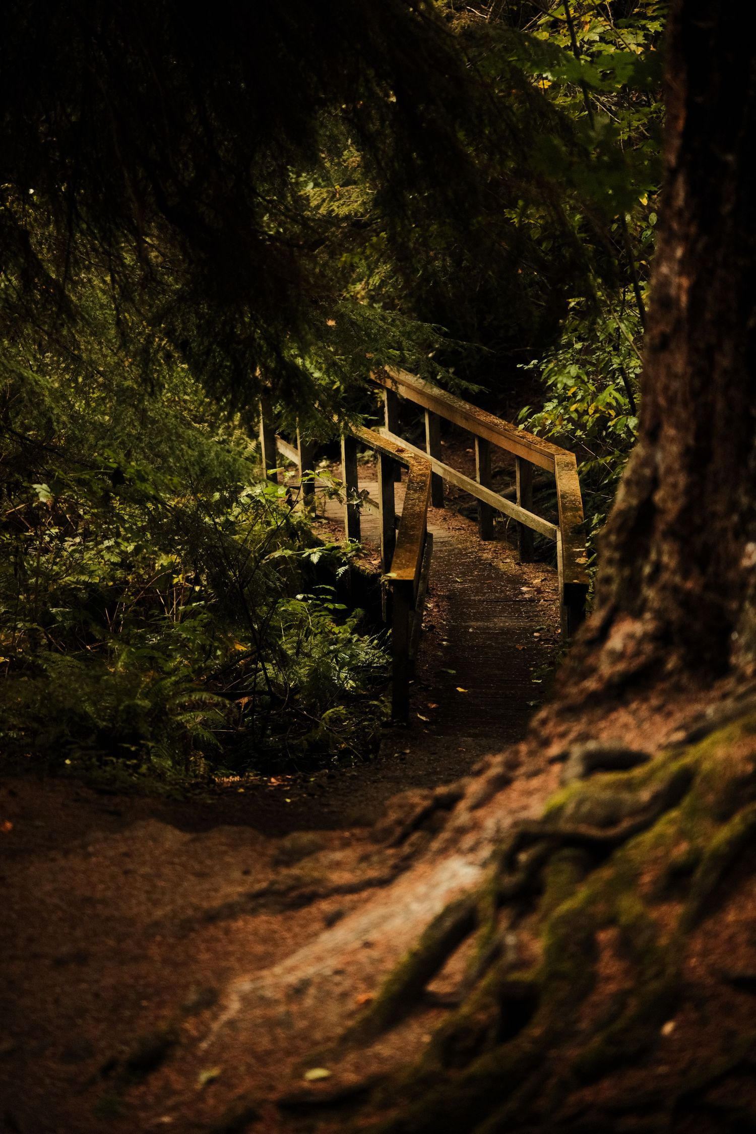 Wooden stairs lead up a forested hillside path in dappled sunlight.