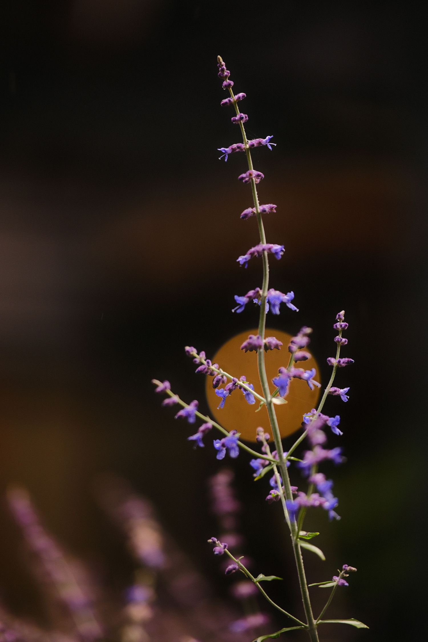 Purple salvia flowers bloom delicately on tall stems against a dark background.