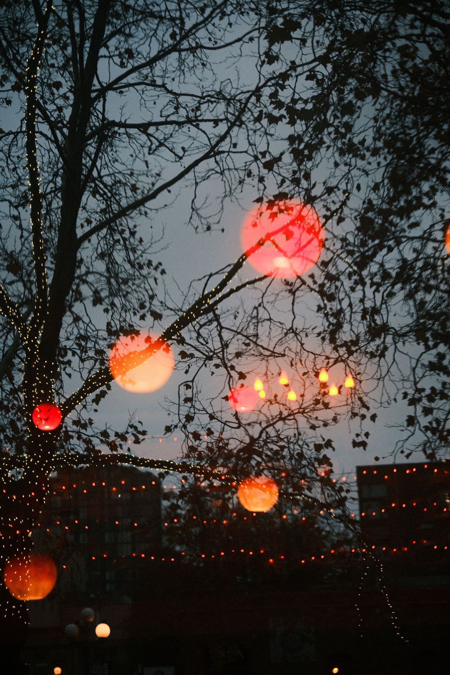 Paper lanterns glowing orange against twilight sky with tree branches silhouetted in foreground.