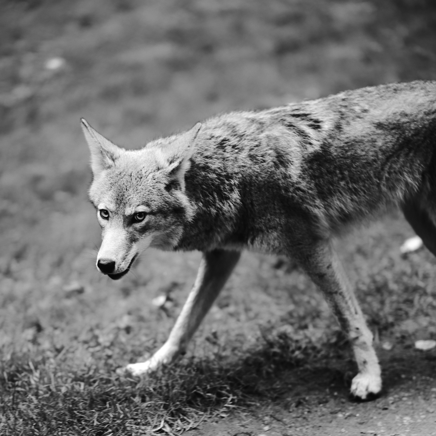 Black and white photo of a coyote prowling with alert expression.