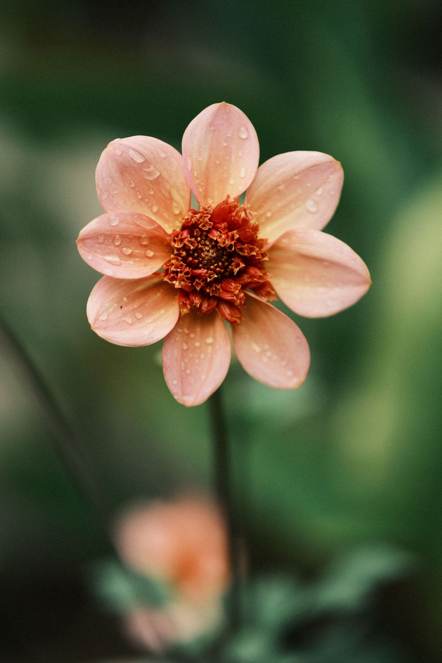 Peach-colored dahlia with water droplets sparkles in soft natural light.