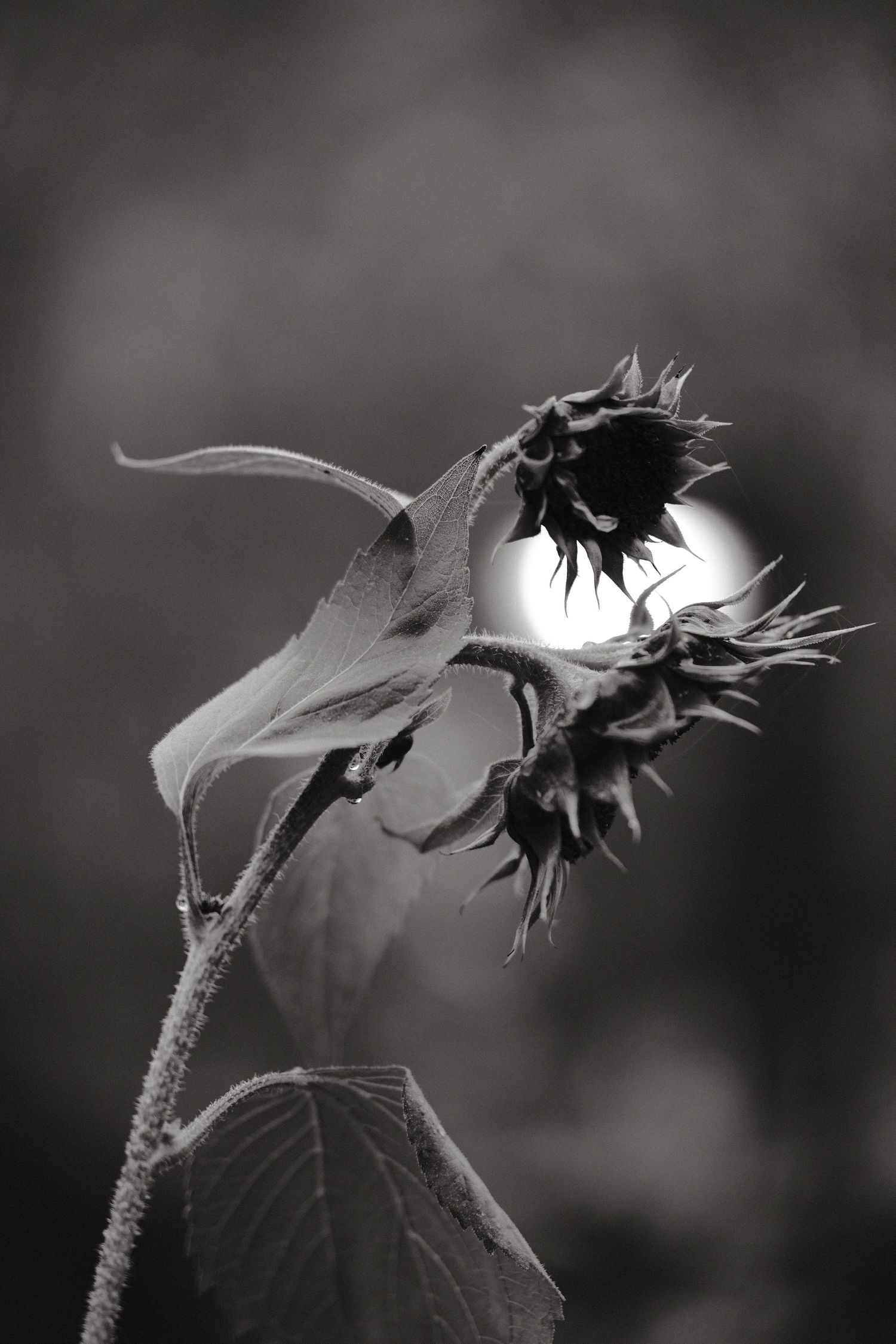 Dramatic black and white silhouette of a wilted sunflower against bright backlighting.