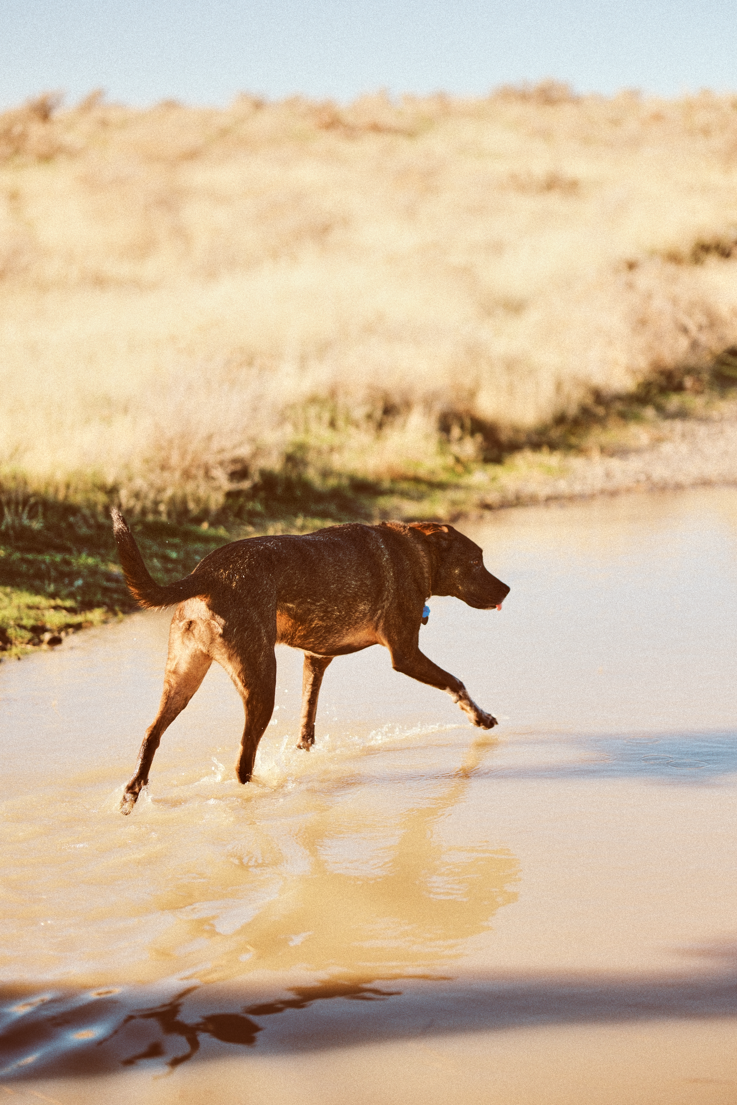 A dog walks through shallow water at the beach during sunset creating a reflection.